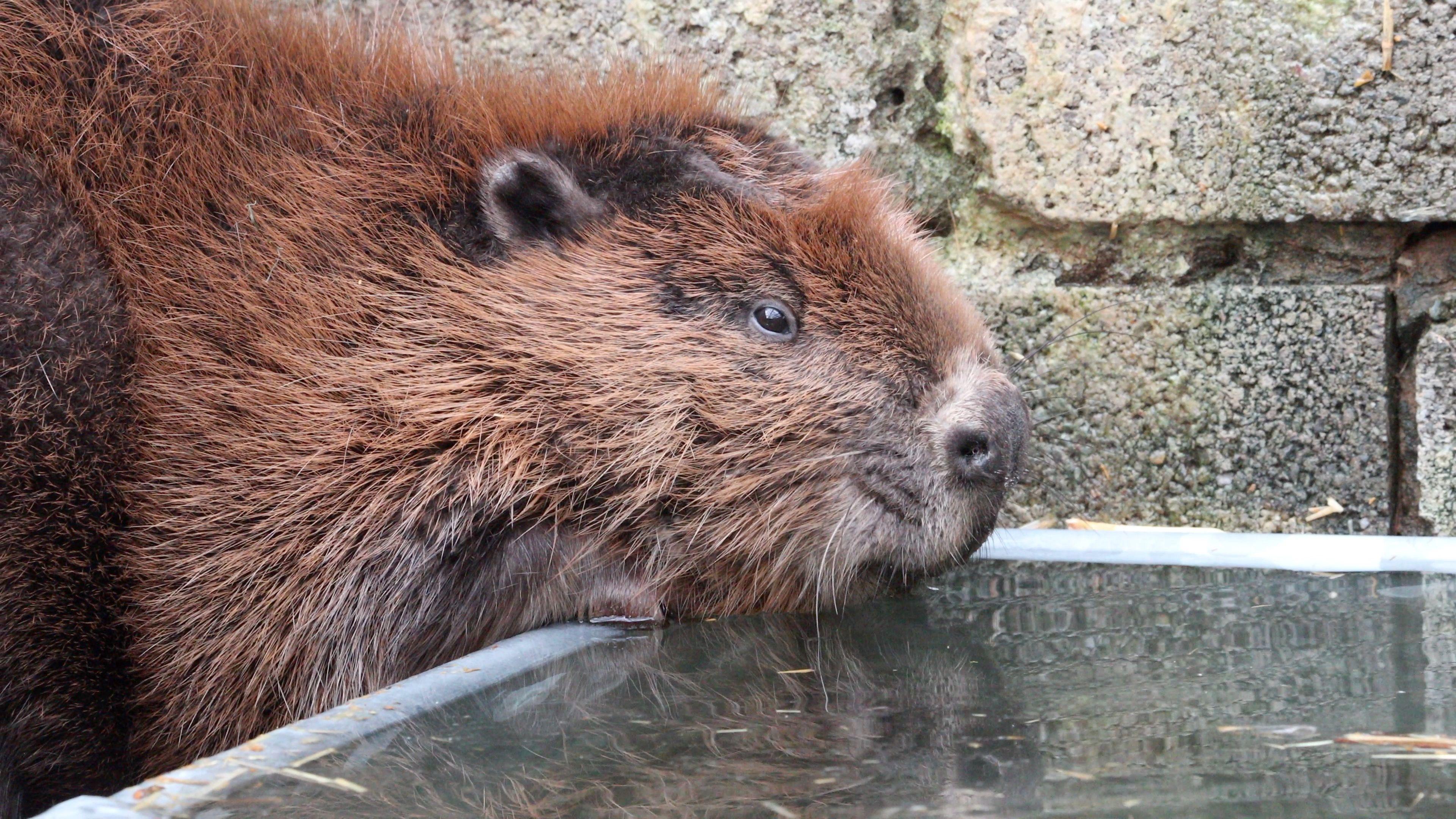 A close up of a beaver drinking water from a trough in an enclosure in Scotland