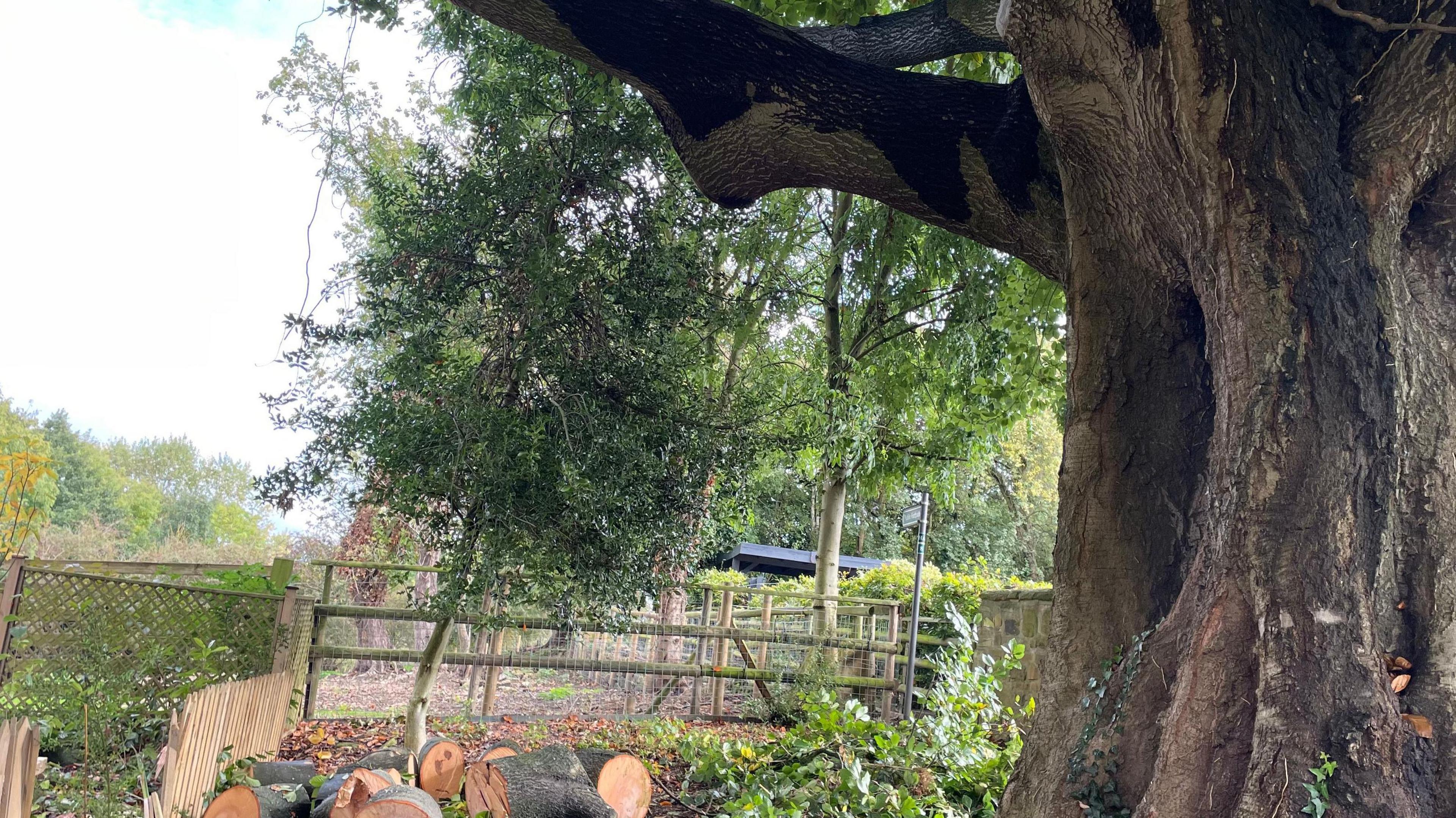 A limb has been severed from the beech tree, and logs are lying on the ground nearby.