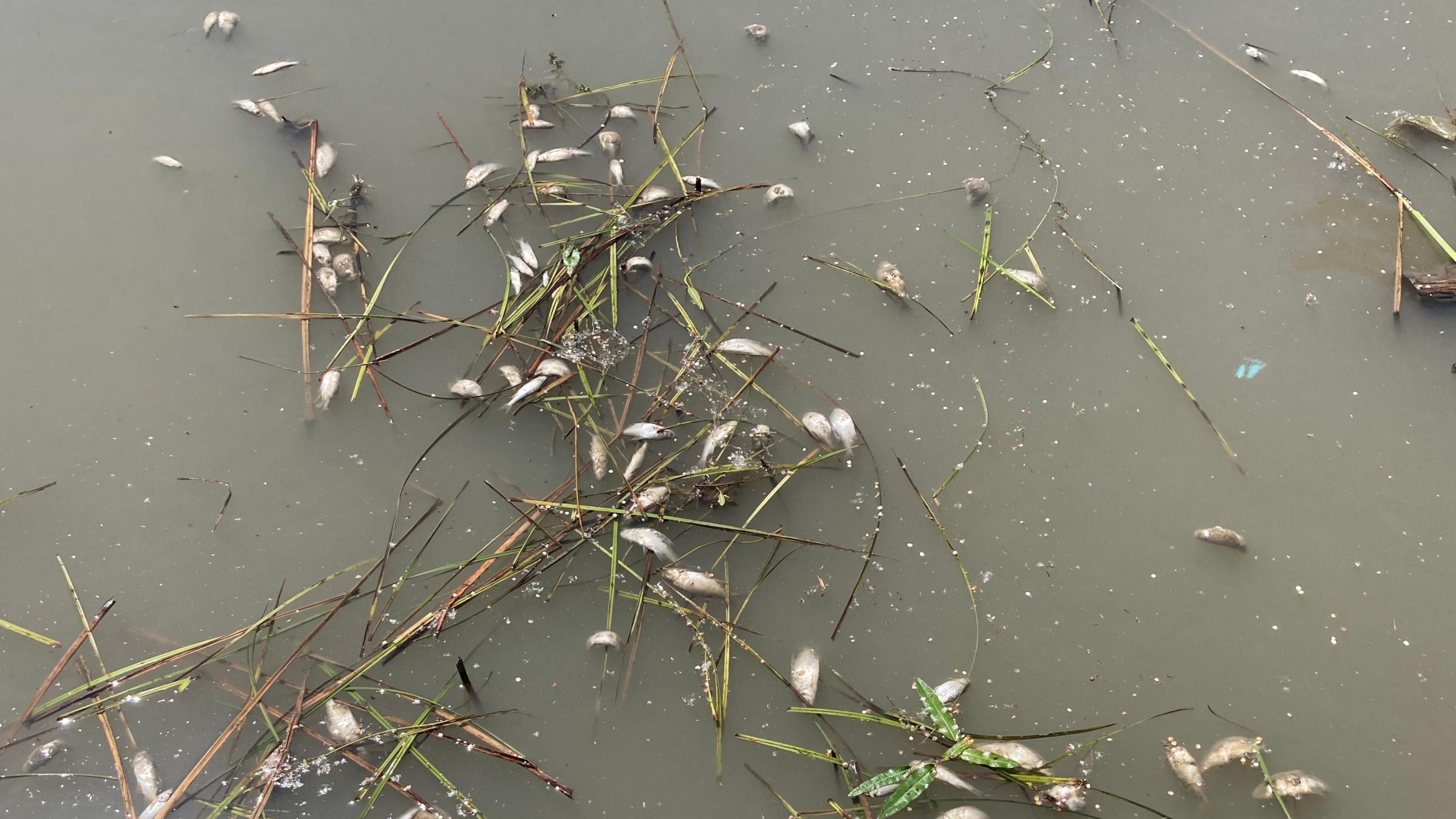 Murky water with dozens of dead fish floating on top with some water grasses.
