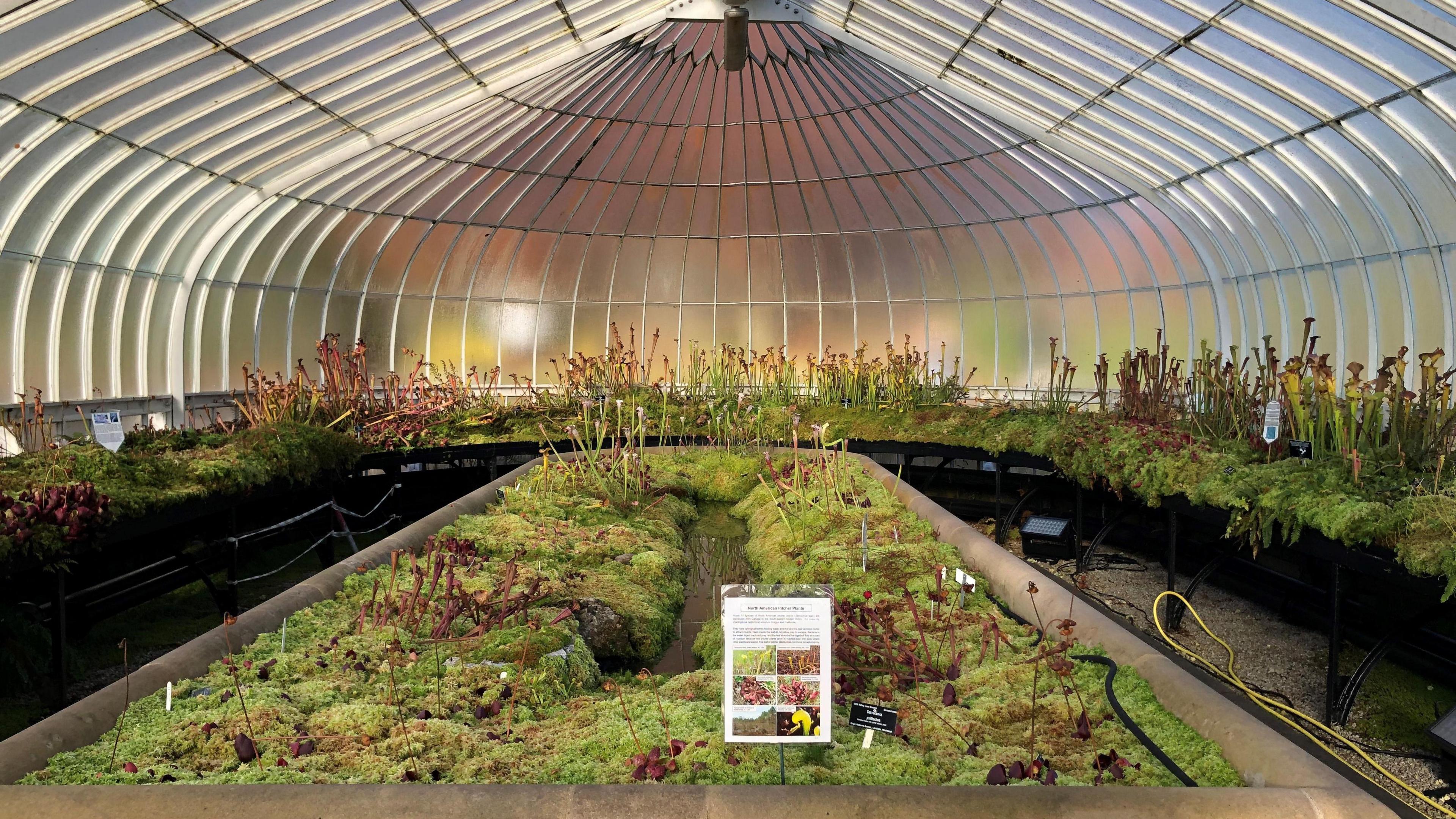 The inside of the carnivores plants exhibit