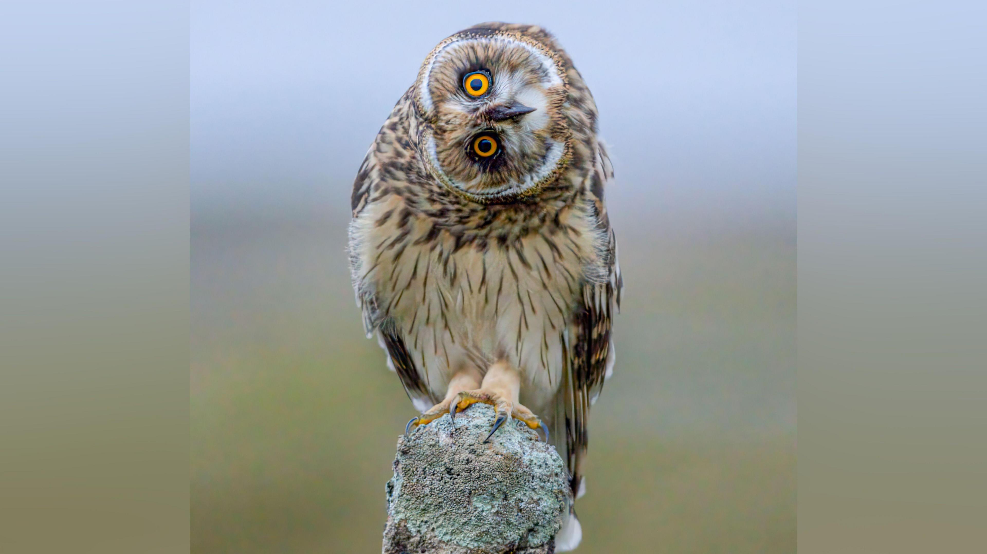 A perched owl looks at the camera with its head tilted 90 degrees.