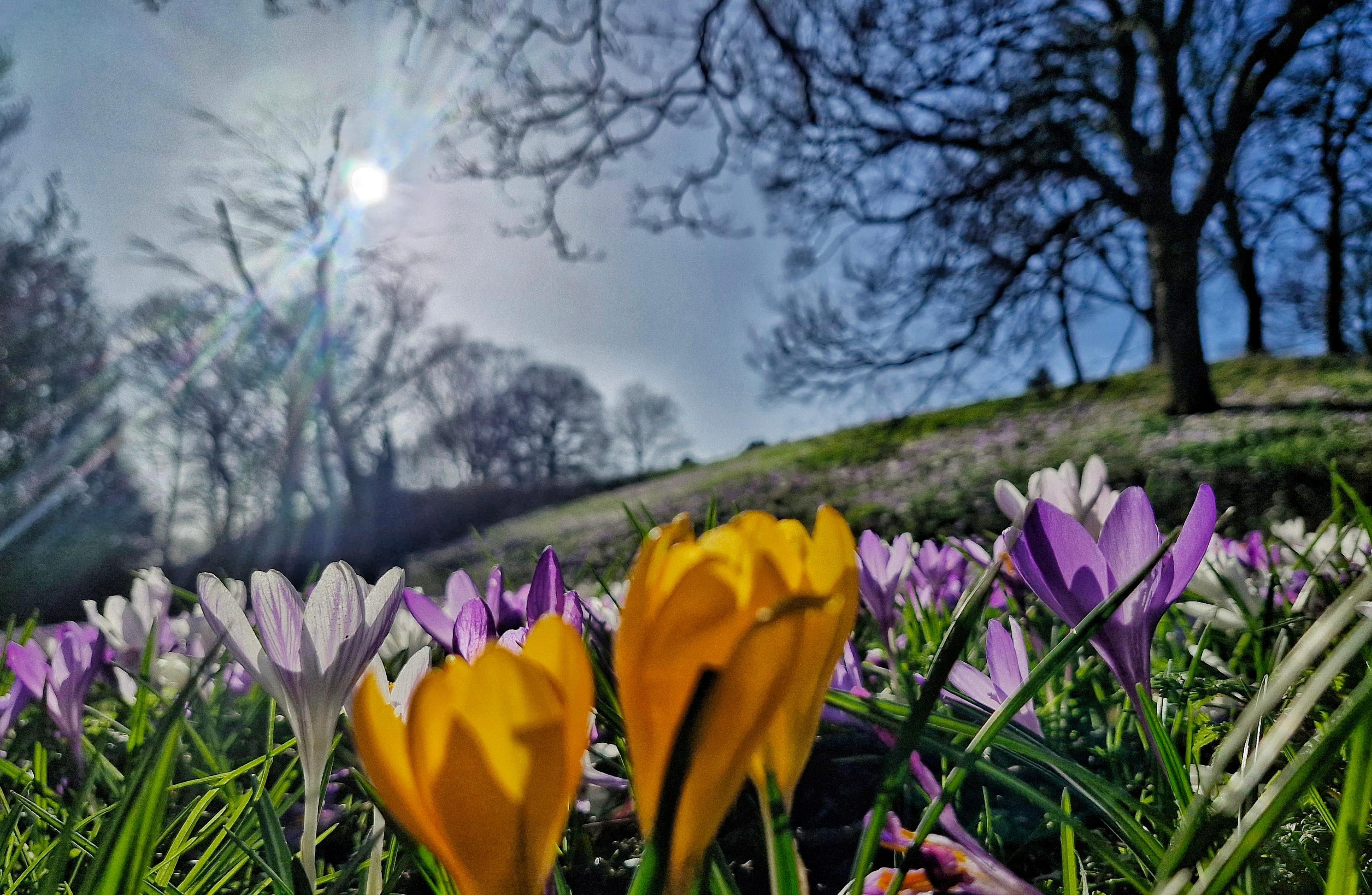 The sun shines through trees over a field with yellow and purple crocuses with blue sky behind