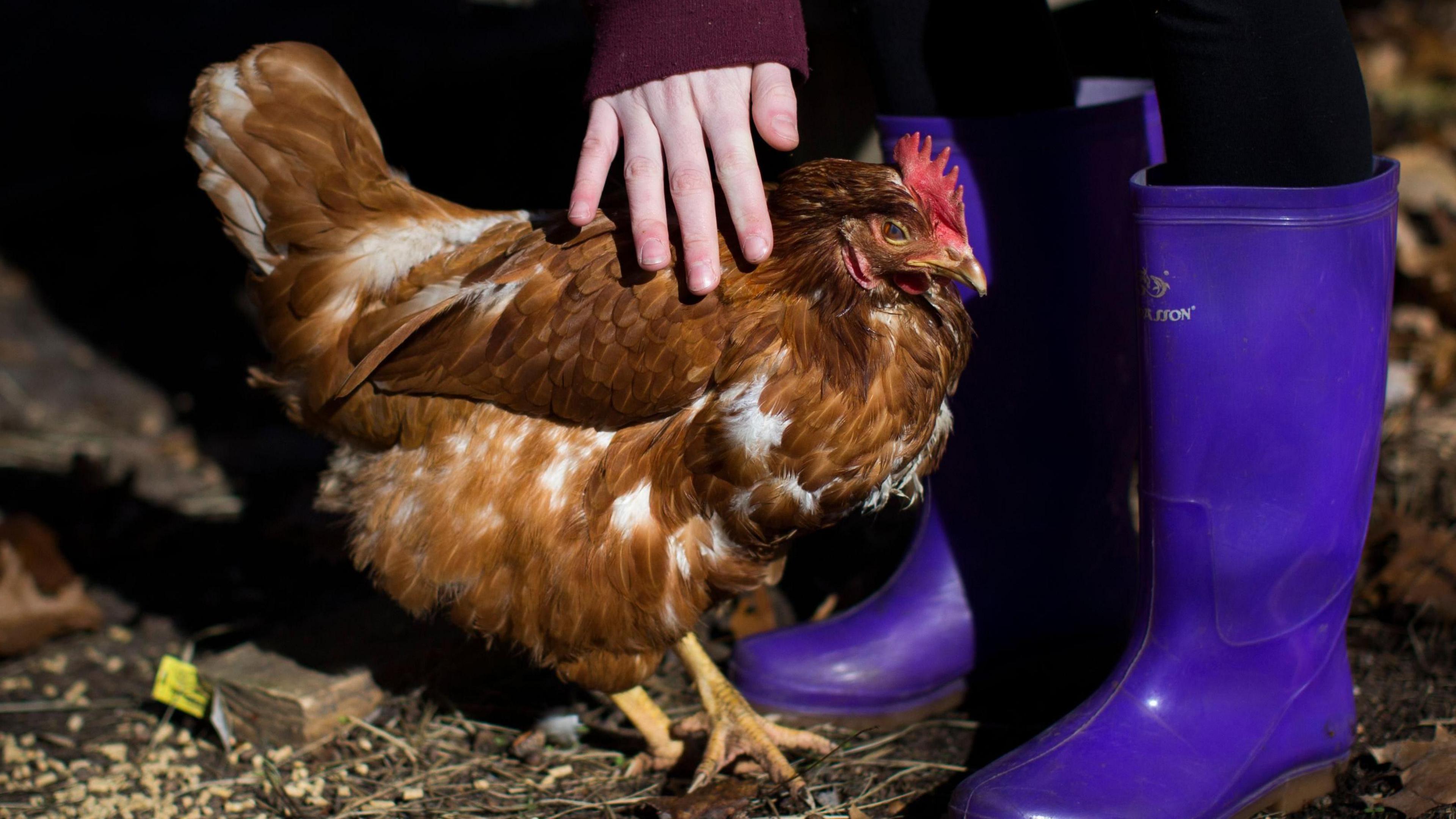 A rooster beside a person in wellies, reaching their hand down to the bird