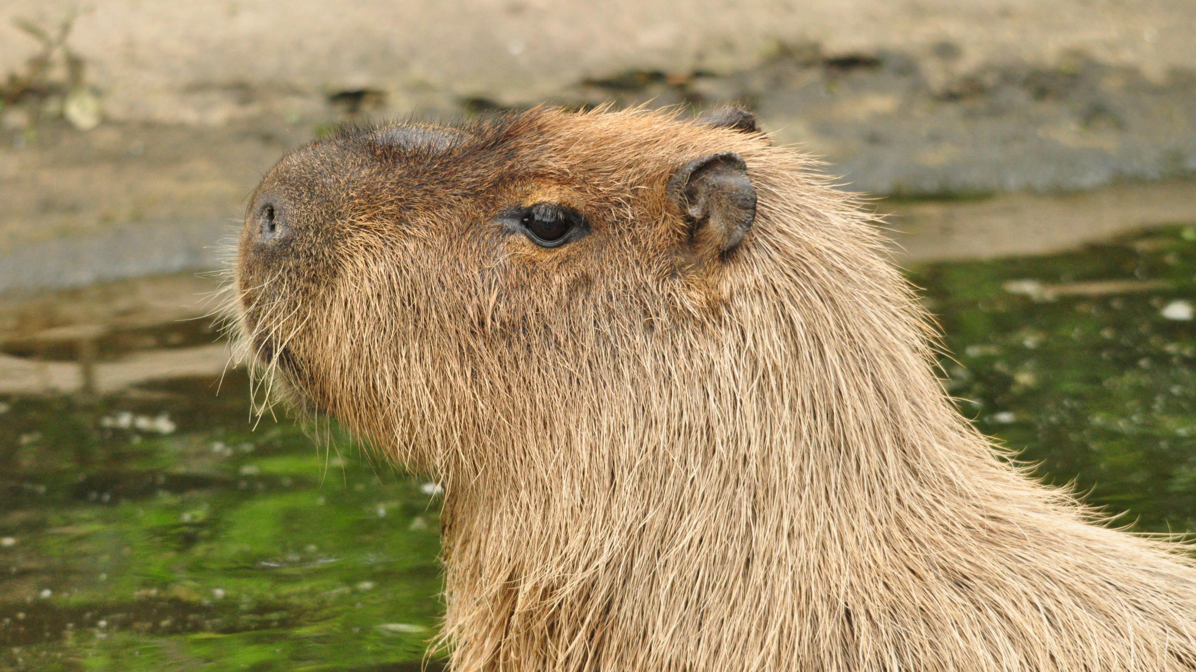 A side profile of the head of a capybara, standing next to a pond.