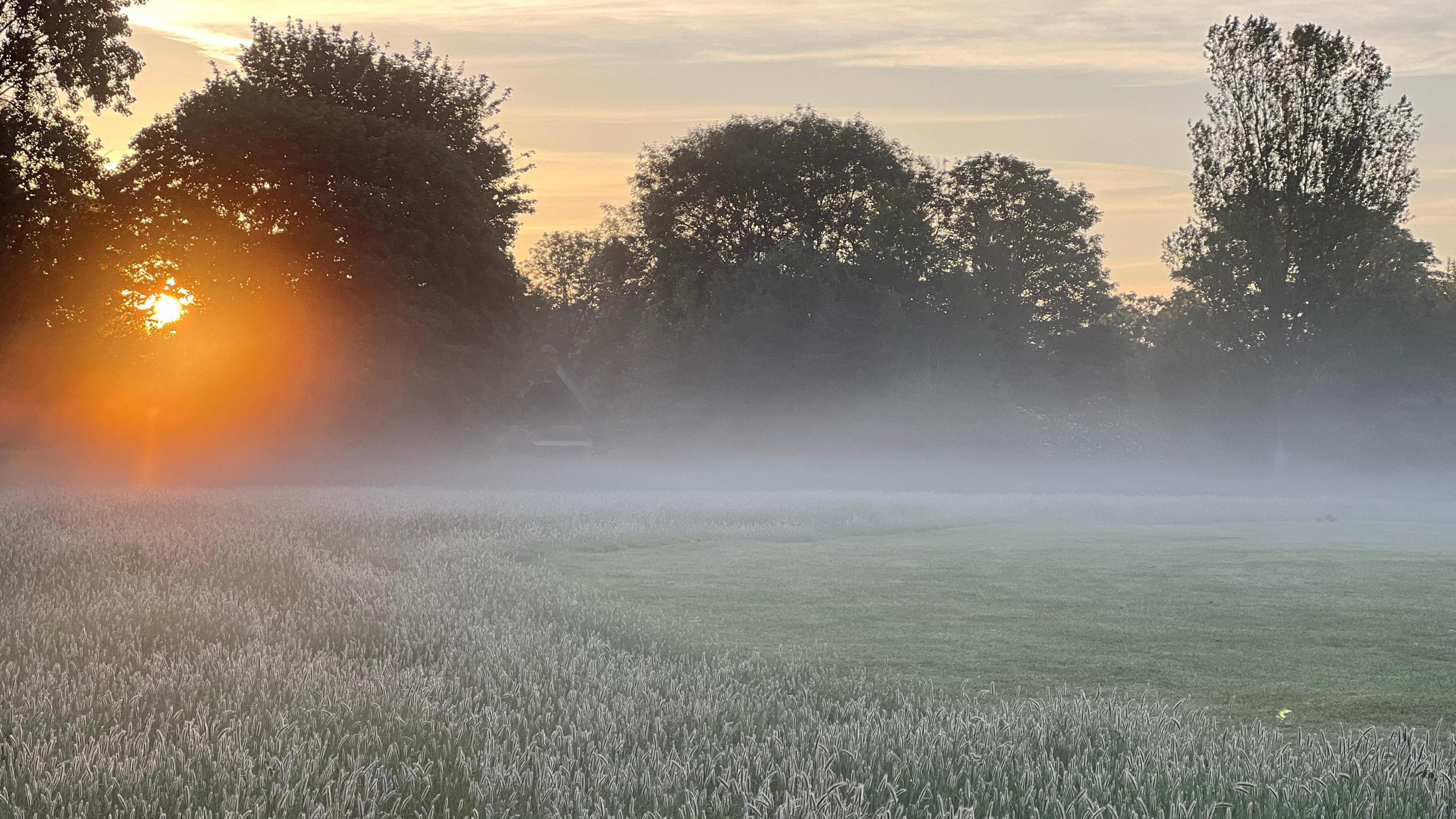 MONDAY - Sunrise over a park in Windsor through the trees with dew on the grass