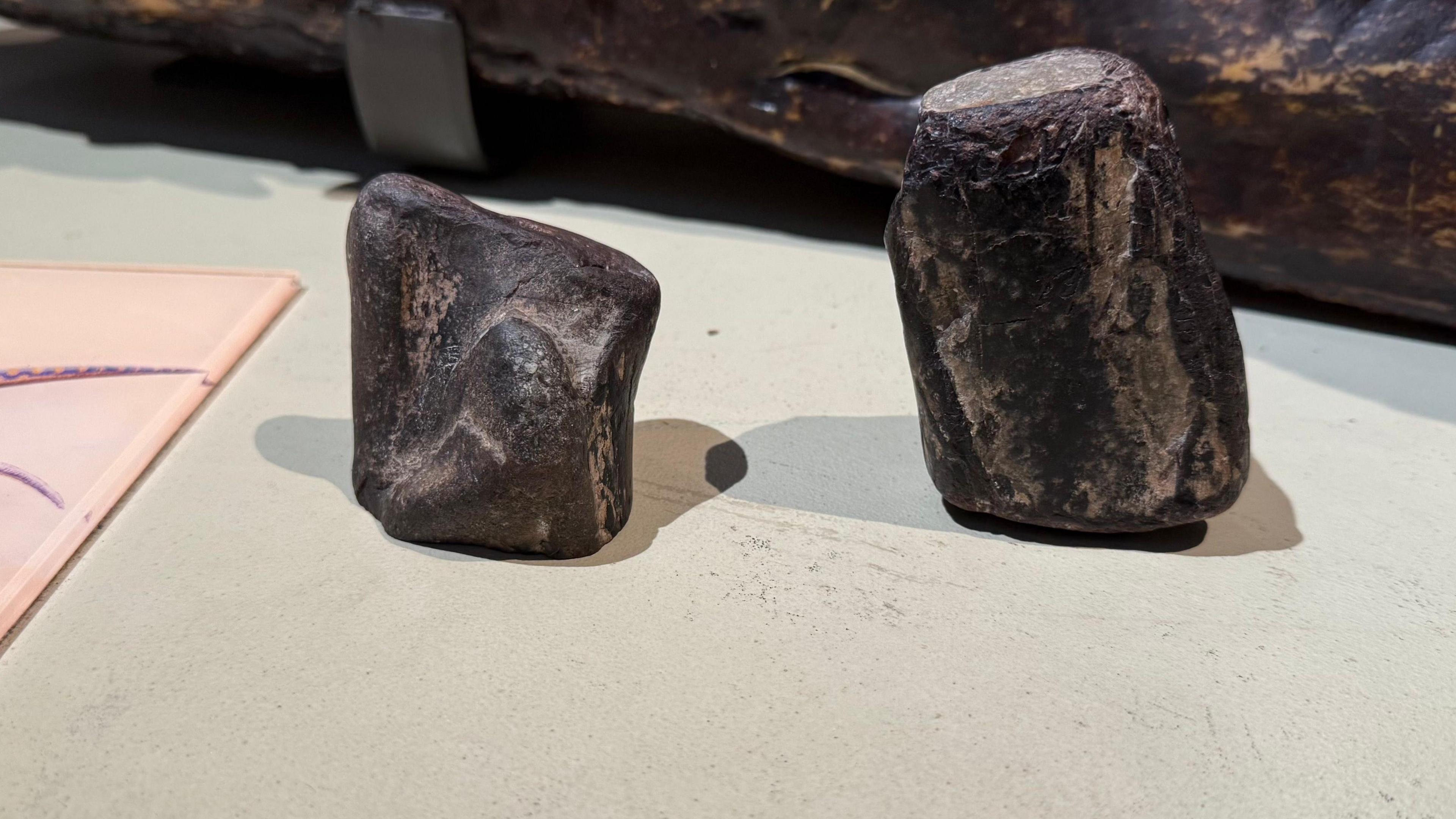 Two fossils that are dark in colour. The one on the left is smaller than the one on the right.