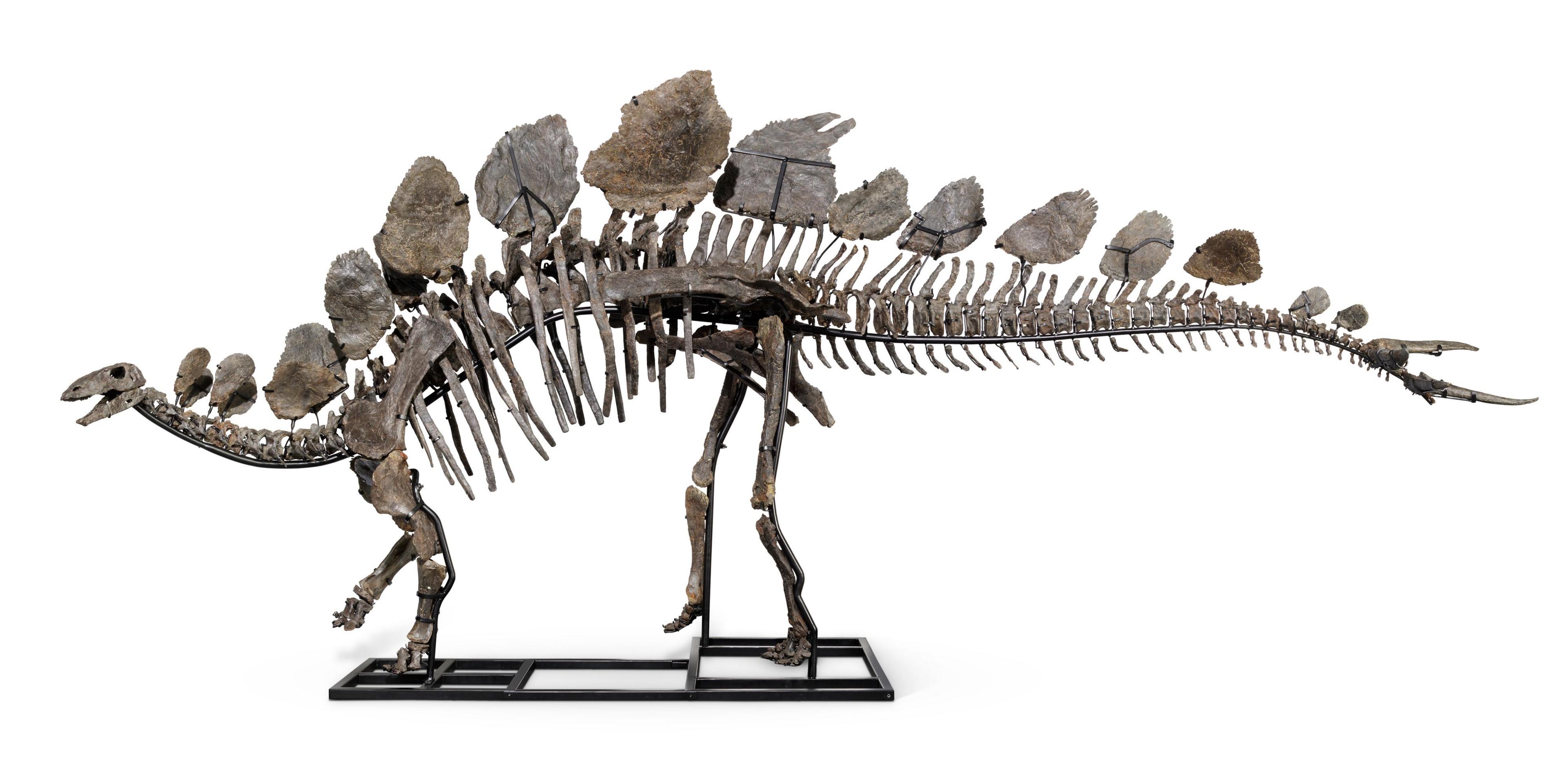 The Stegosaurus skeleton 