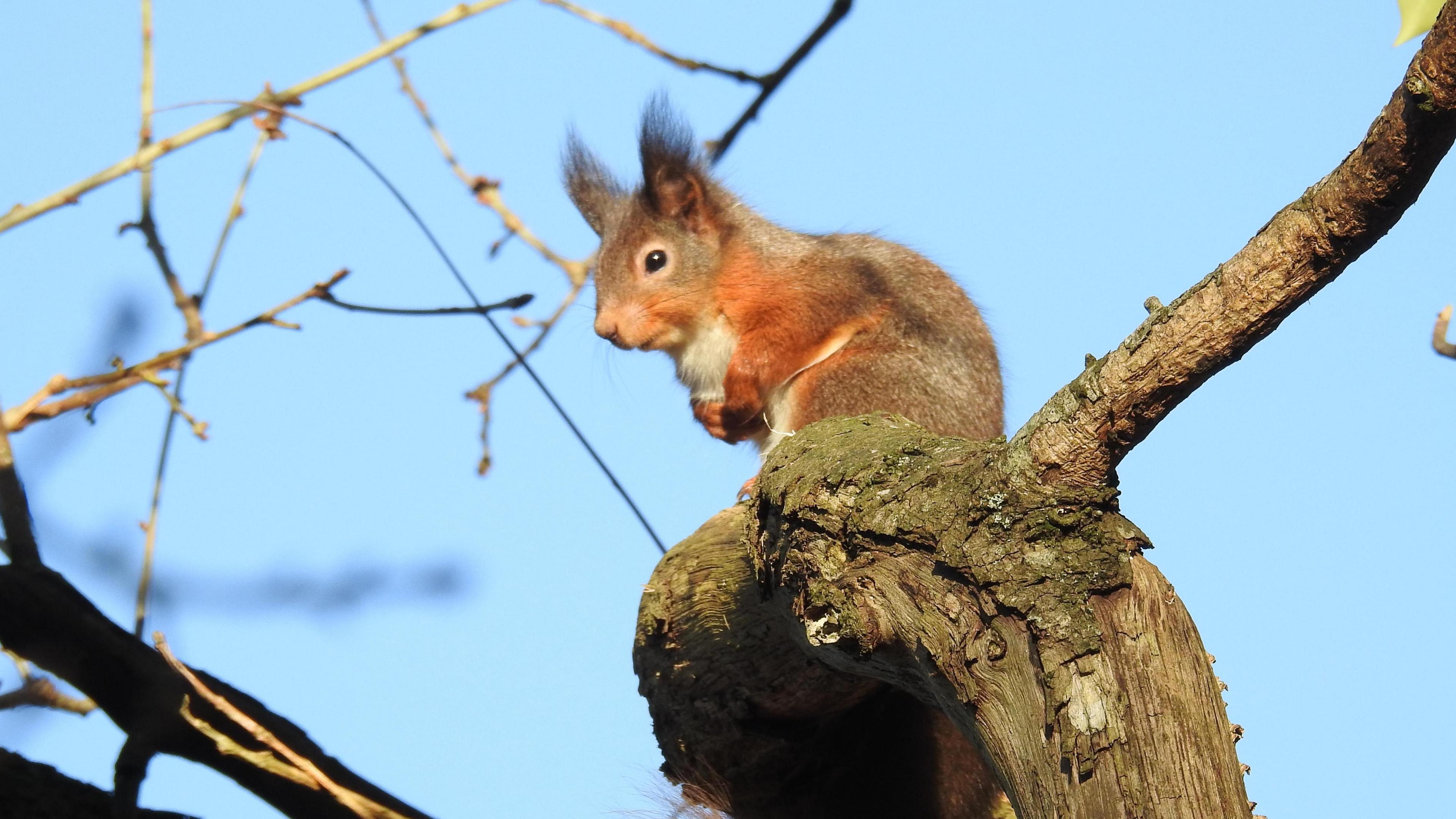 A red squirrel sitting on a branch. It has ginger and grey fur and whiskers