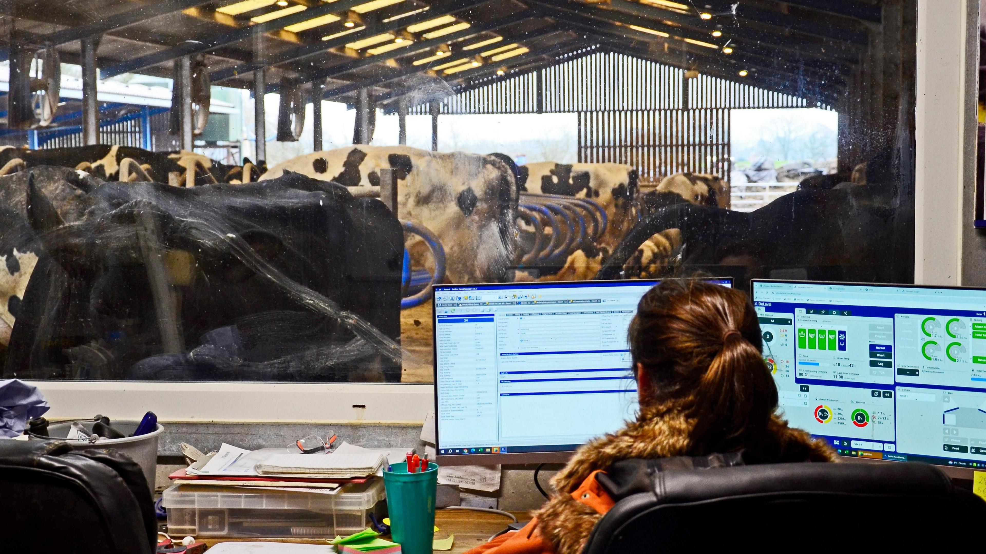 Milking parlour with a woman studying two computer screens in front of the cows