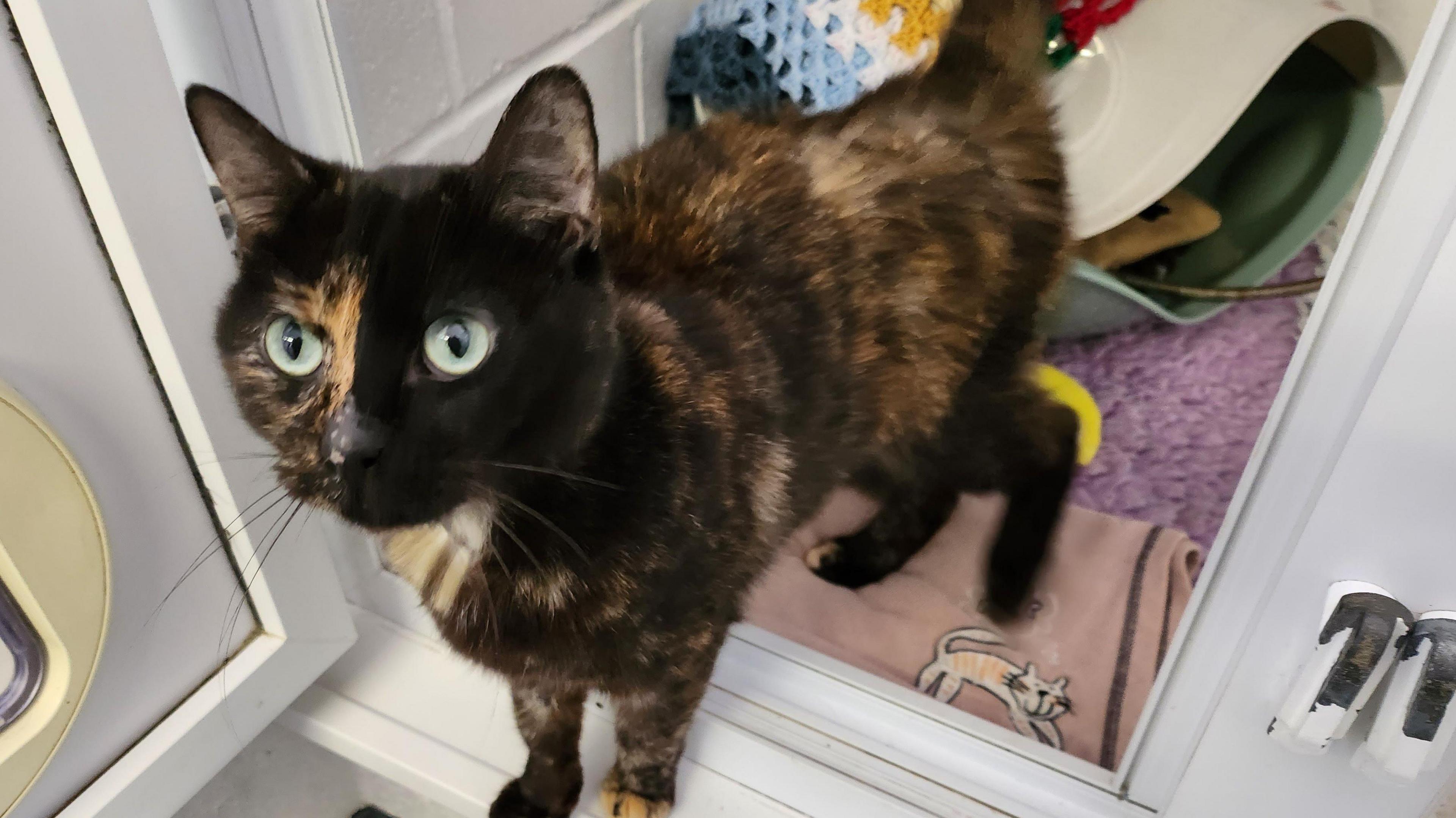 Brown and ginger cat with green eyes in doorway, next to a cat flap and standing on a rug.