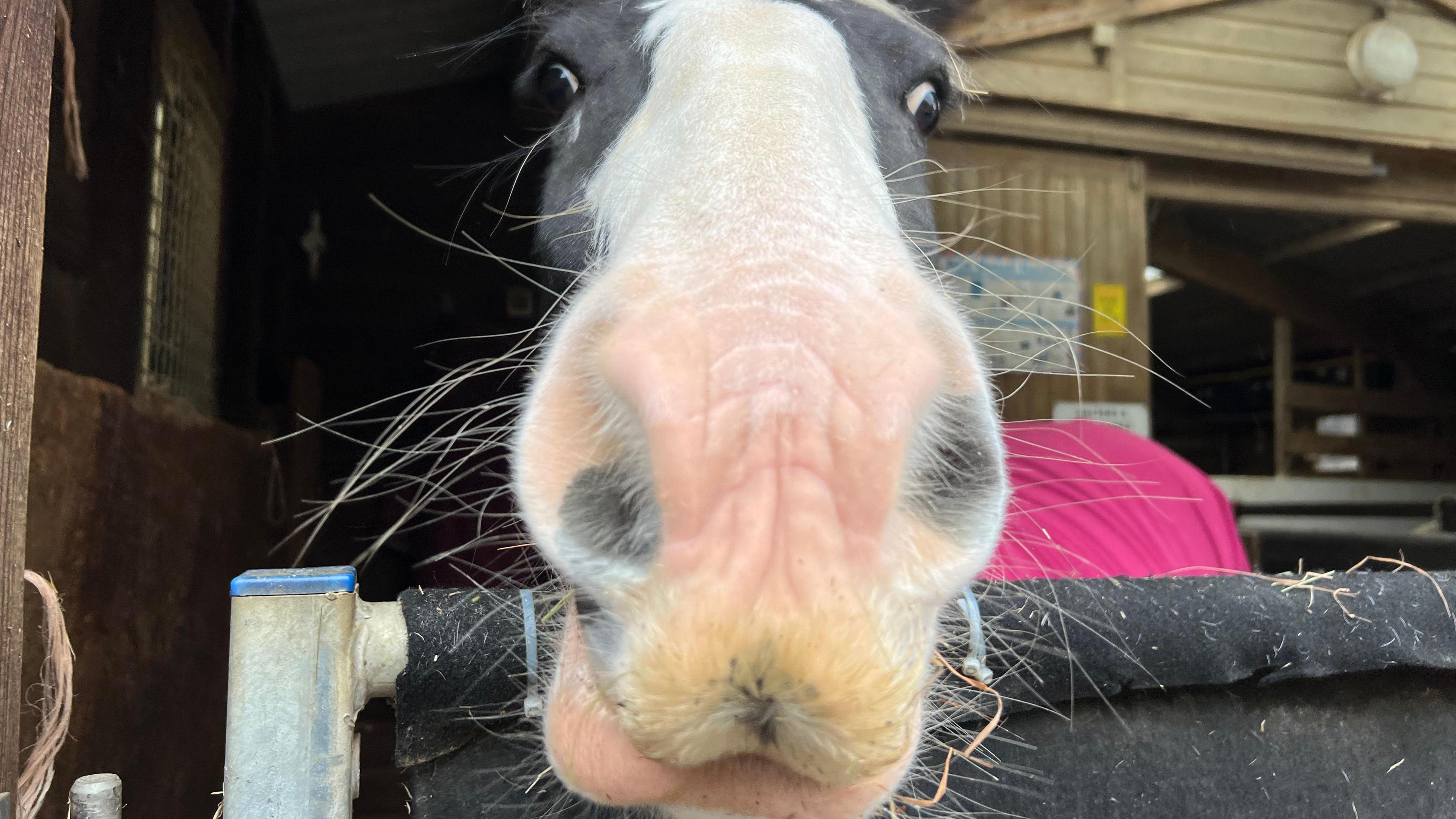 A close-up of a horse's face. It has a white nose and black head. It is looking down at the camera and has its head over the fence.