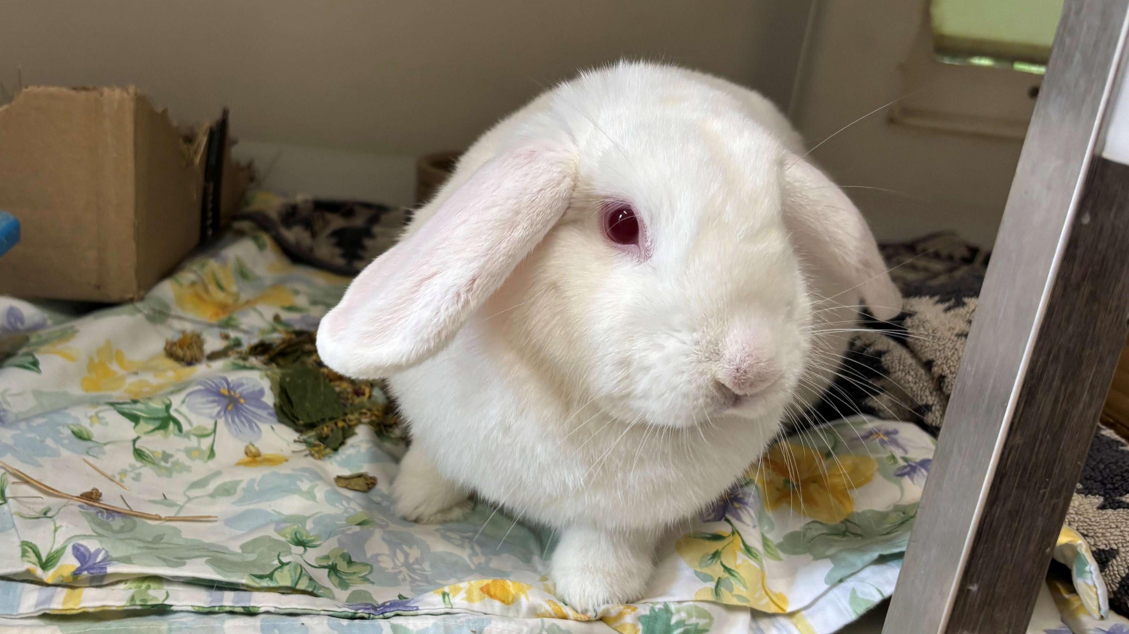 A white rabbit with red eyes. He's sat in a rabbit enclosure with floral sheets on the ground and a cardboard box in the background. 
