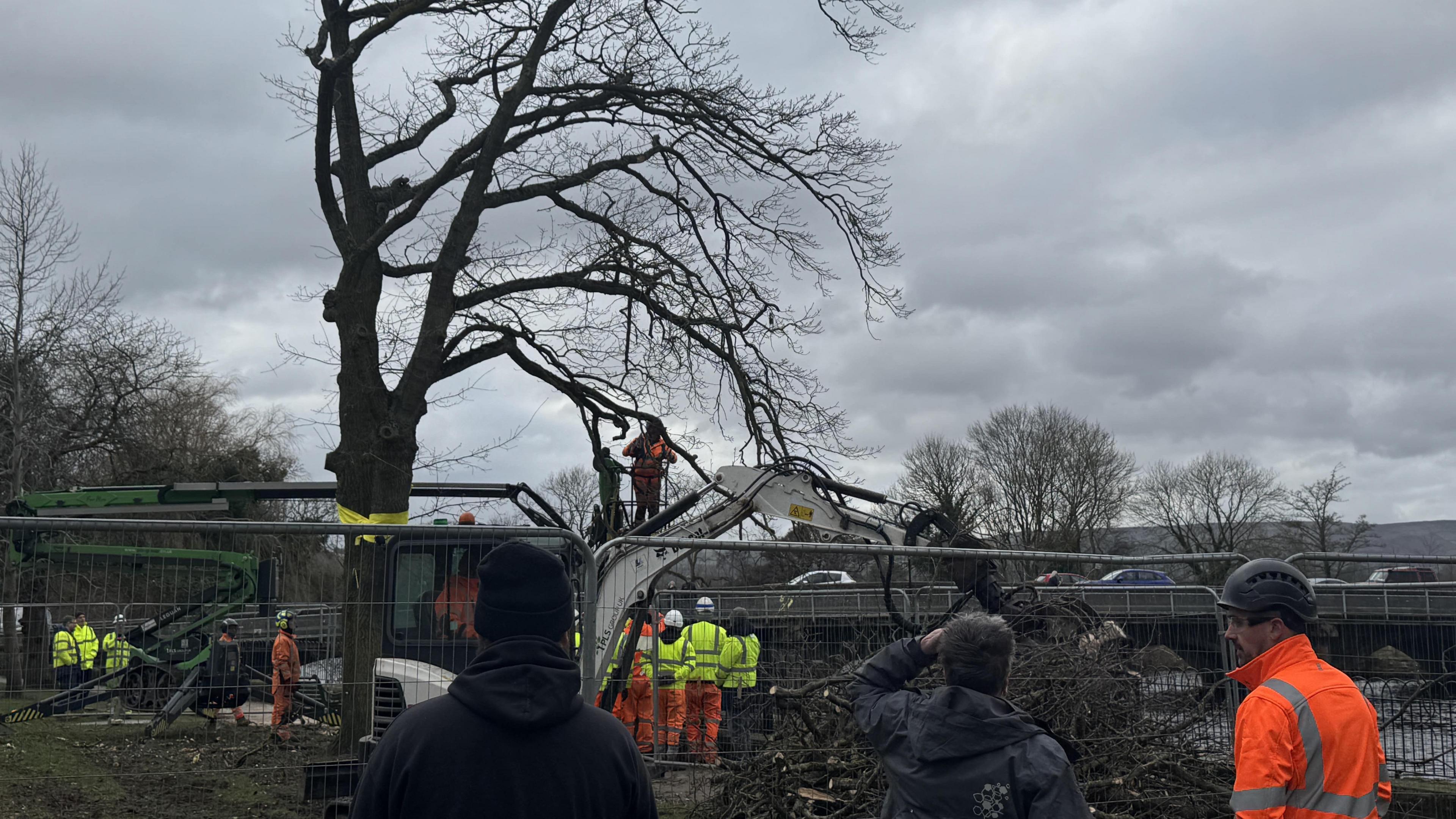 Metal fencing surrounds a leafless tree. Contractors in hard hats and luminous overalls stand by the tree.