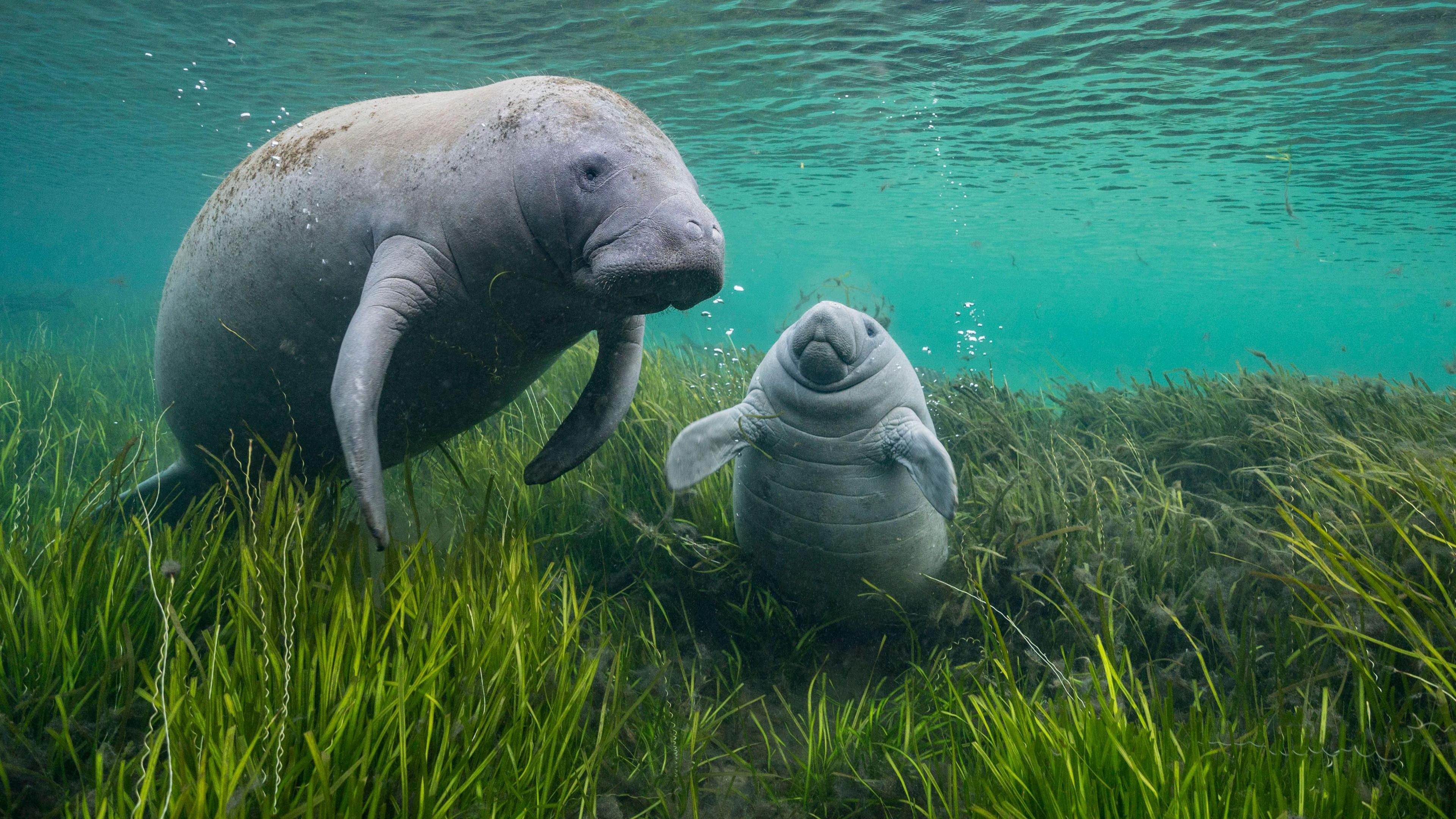 A picture of two manatees below water. The image was taken just below sea level, where grass can be seen with two large seals swimming above.