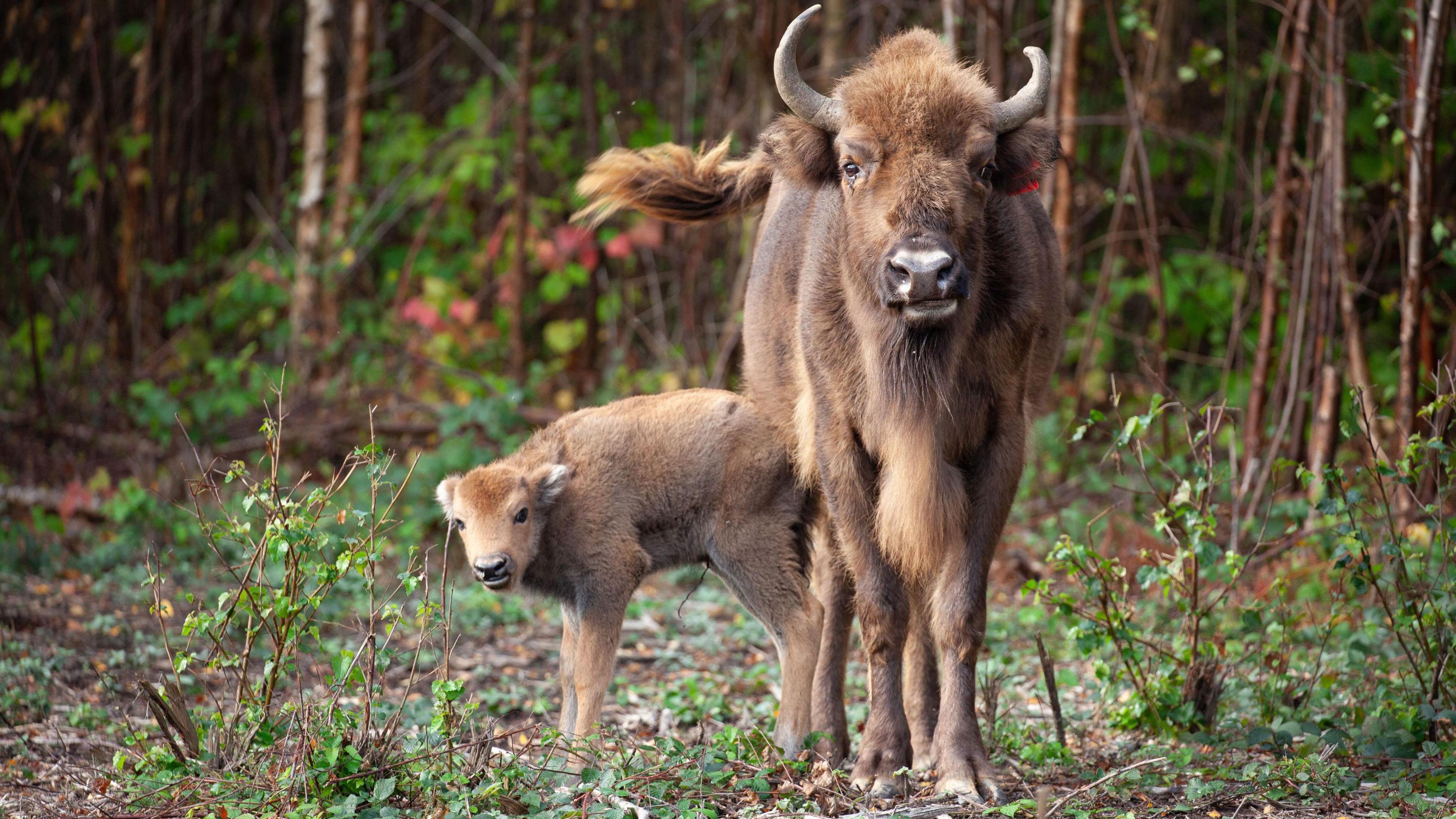 a bison and her calf in Kent