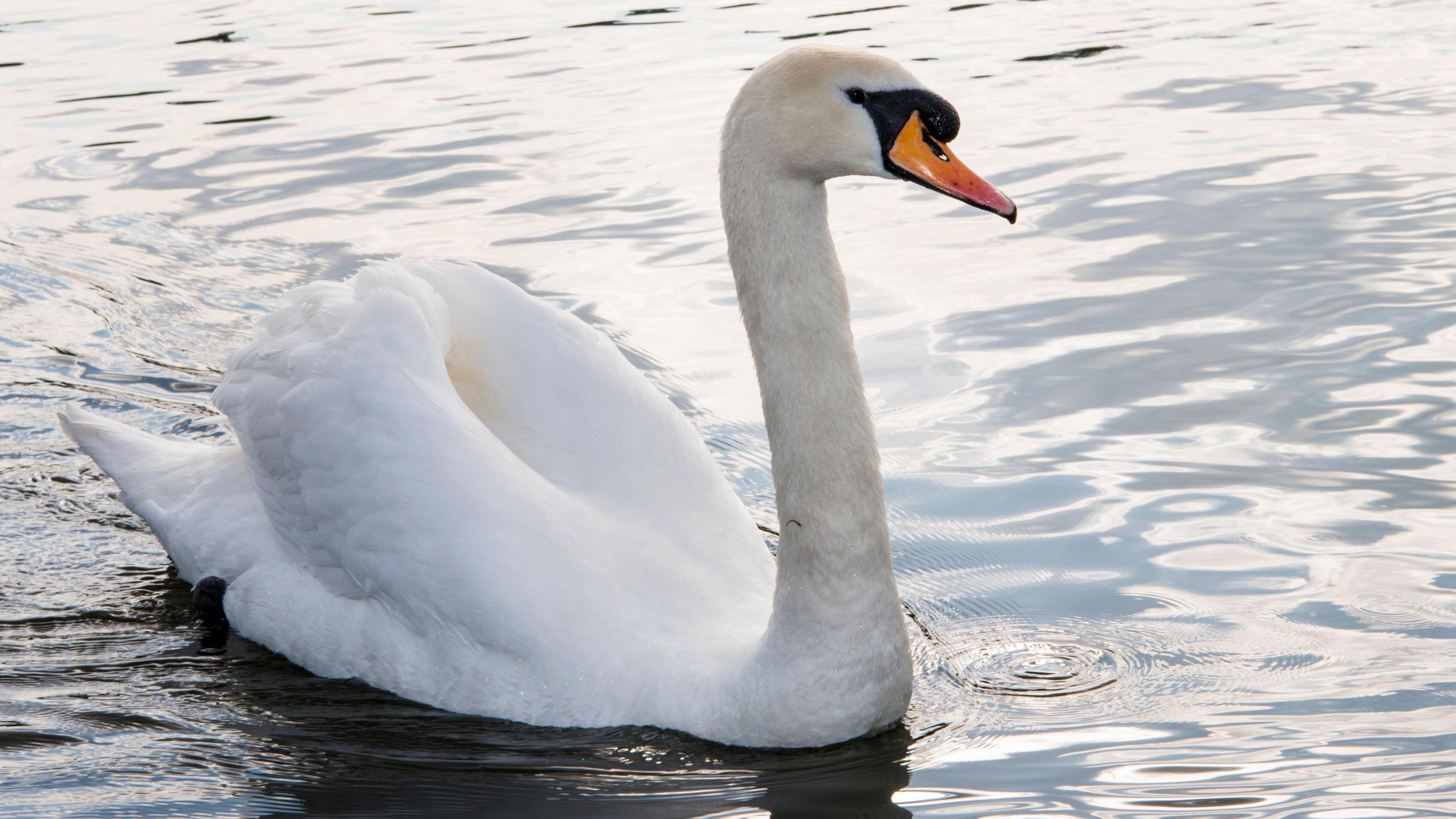 A mute swan pictured in water. The bird is white, with a black and orange beak. 