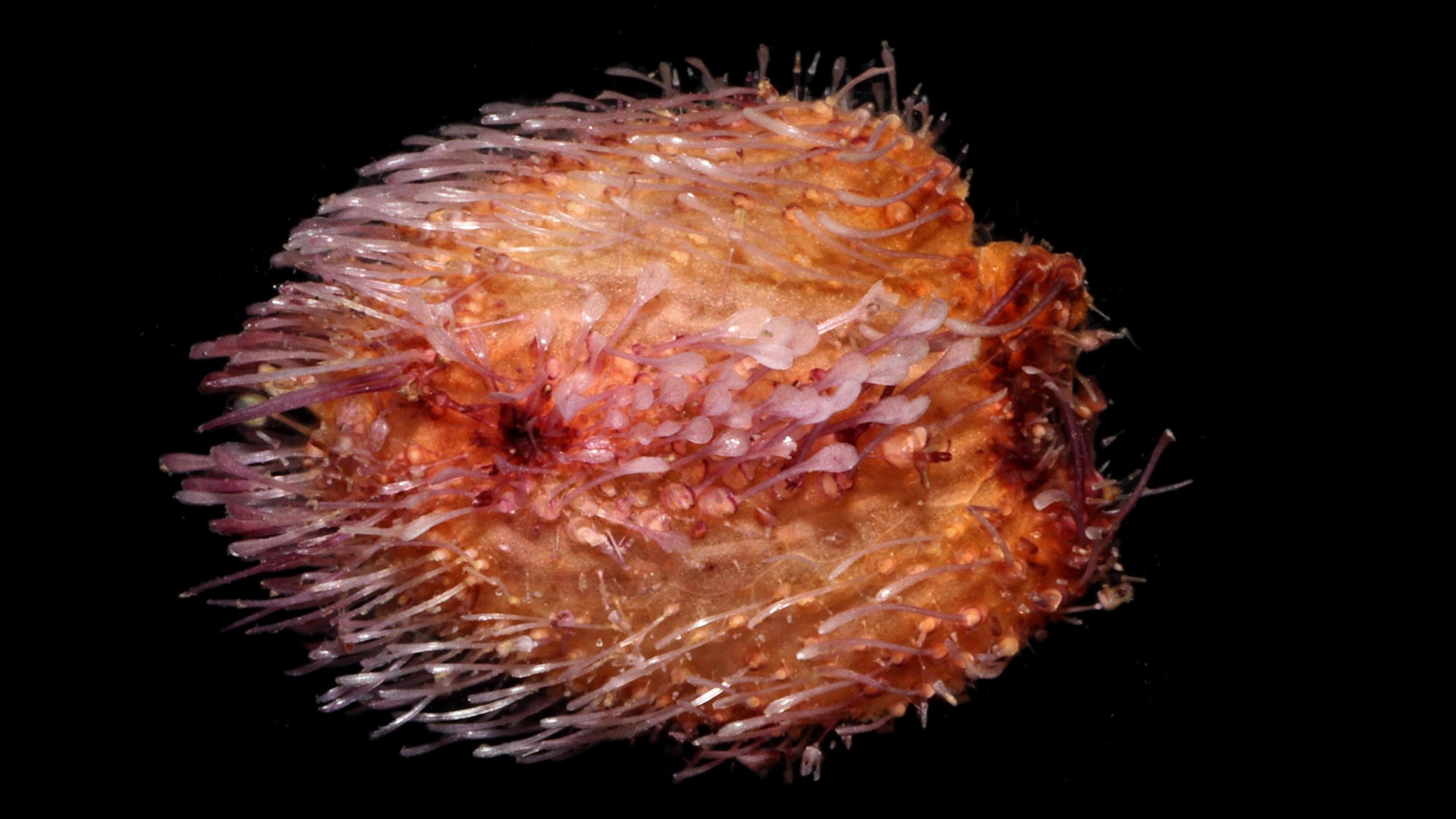 A sea urchin shaped like an egg with a flat top. It is bright ornge with red patches, and many thick hair-like pale pink strands coming off the body.