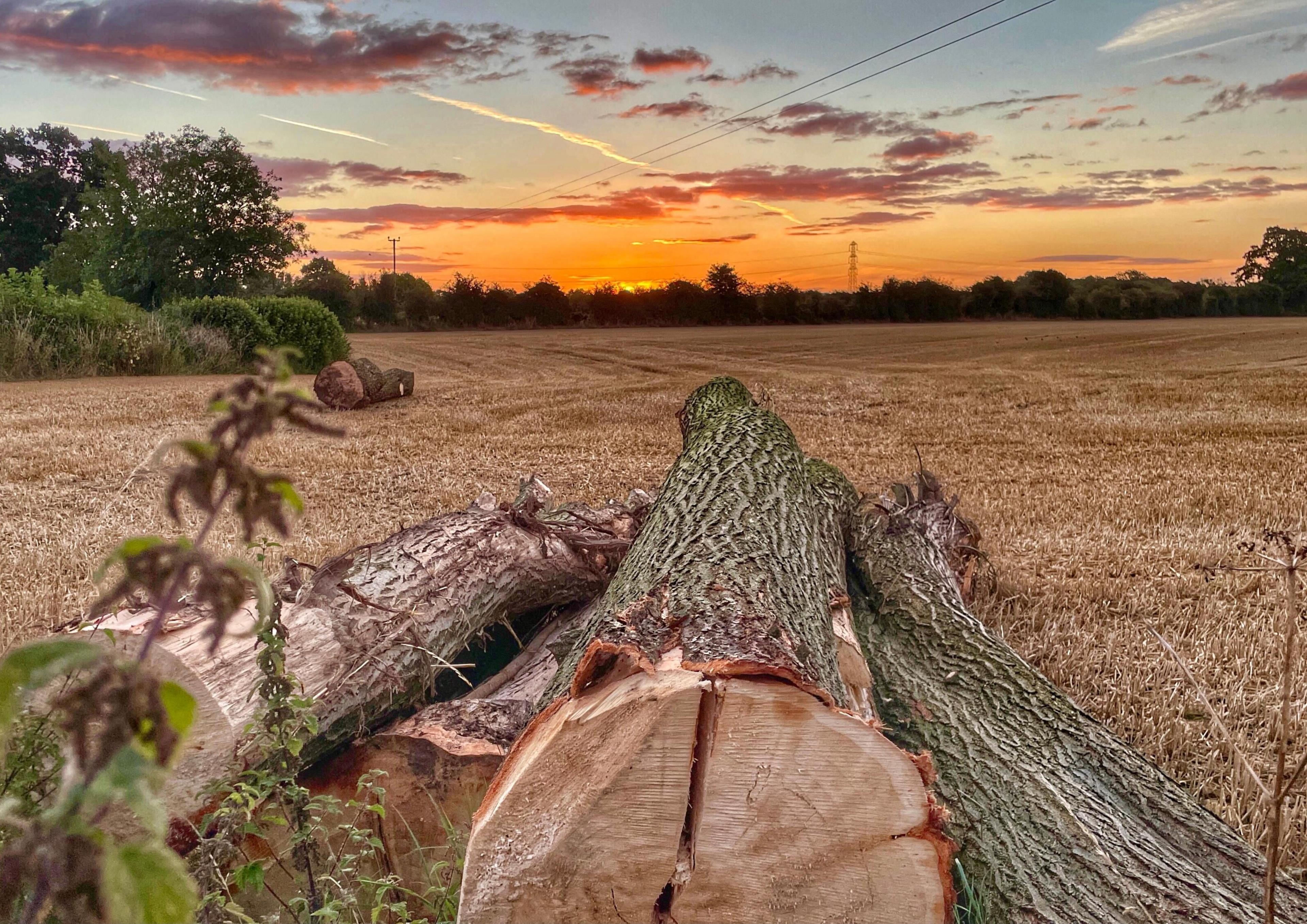 Harvested field with four logs and a orange sunset in the background 