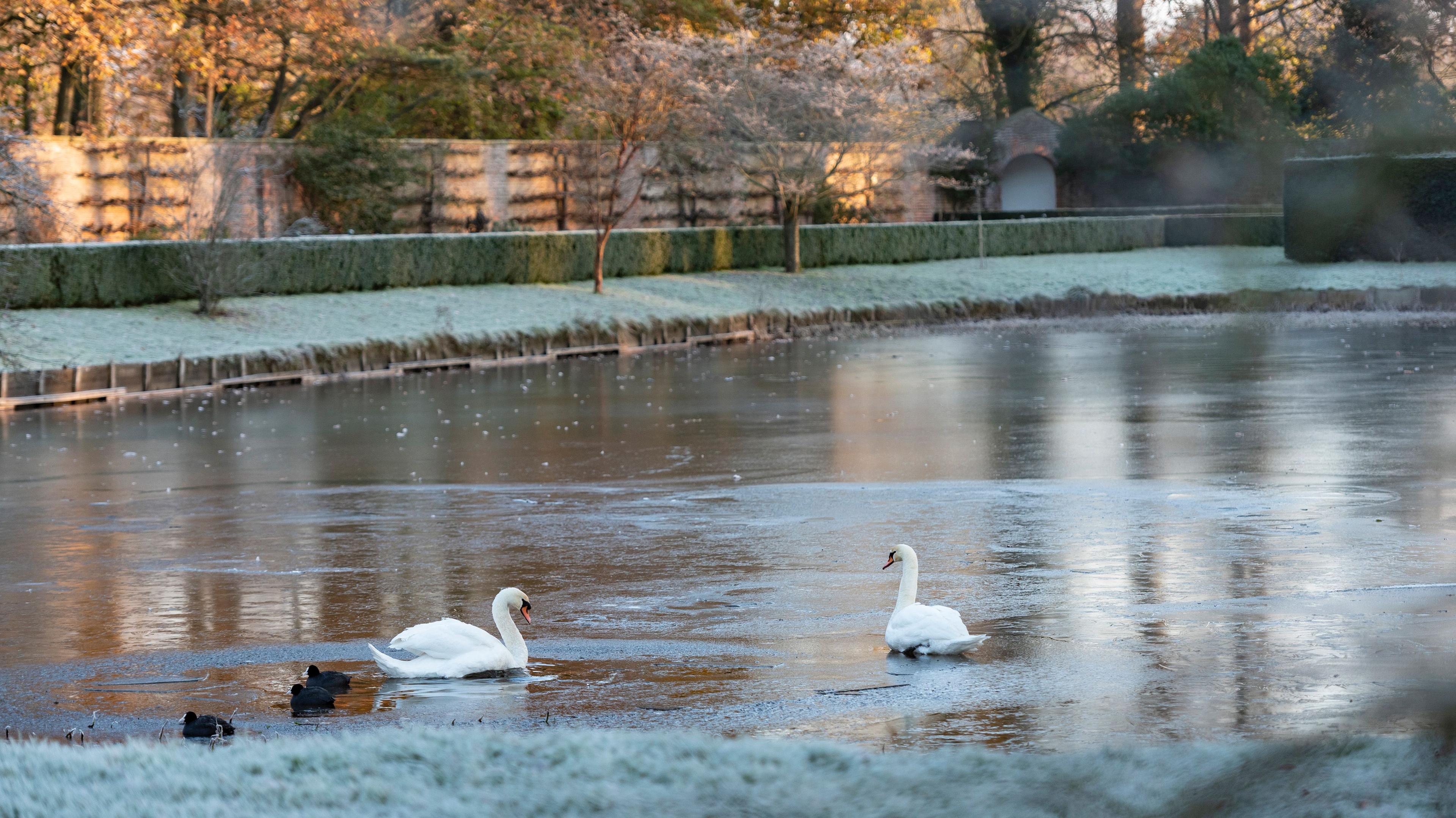 Swans at Erddig, Wrexham