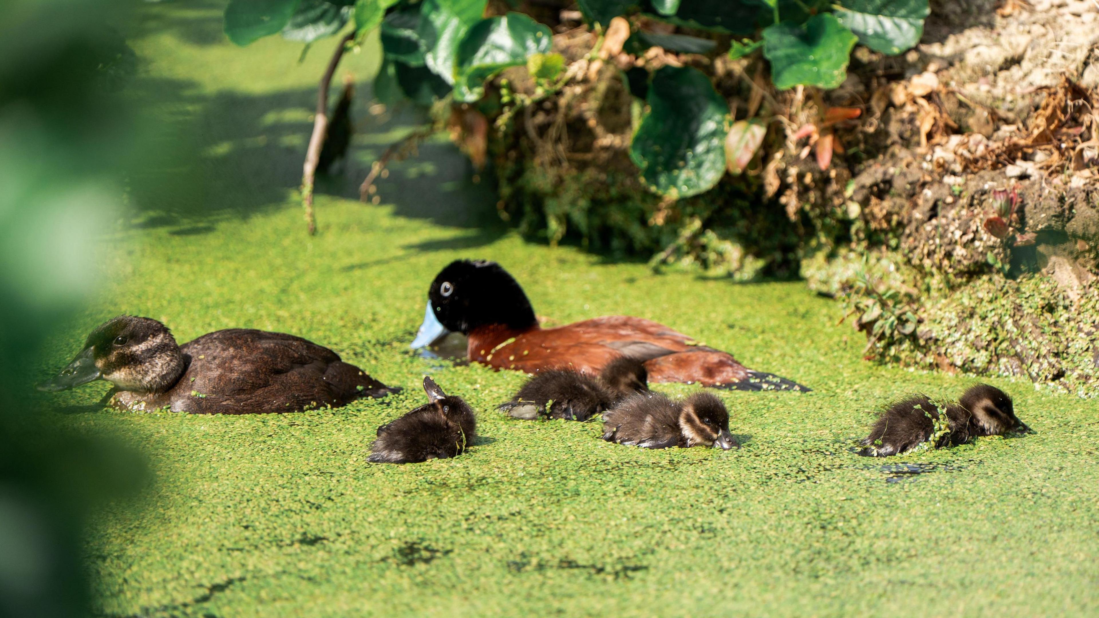 Adult Maccoa ducks swimming with four duckling in water covered in green algae.