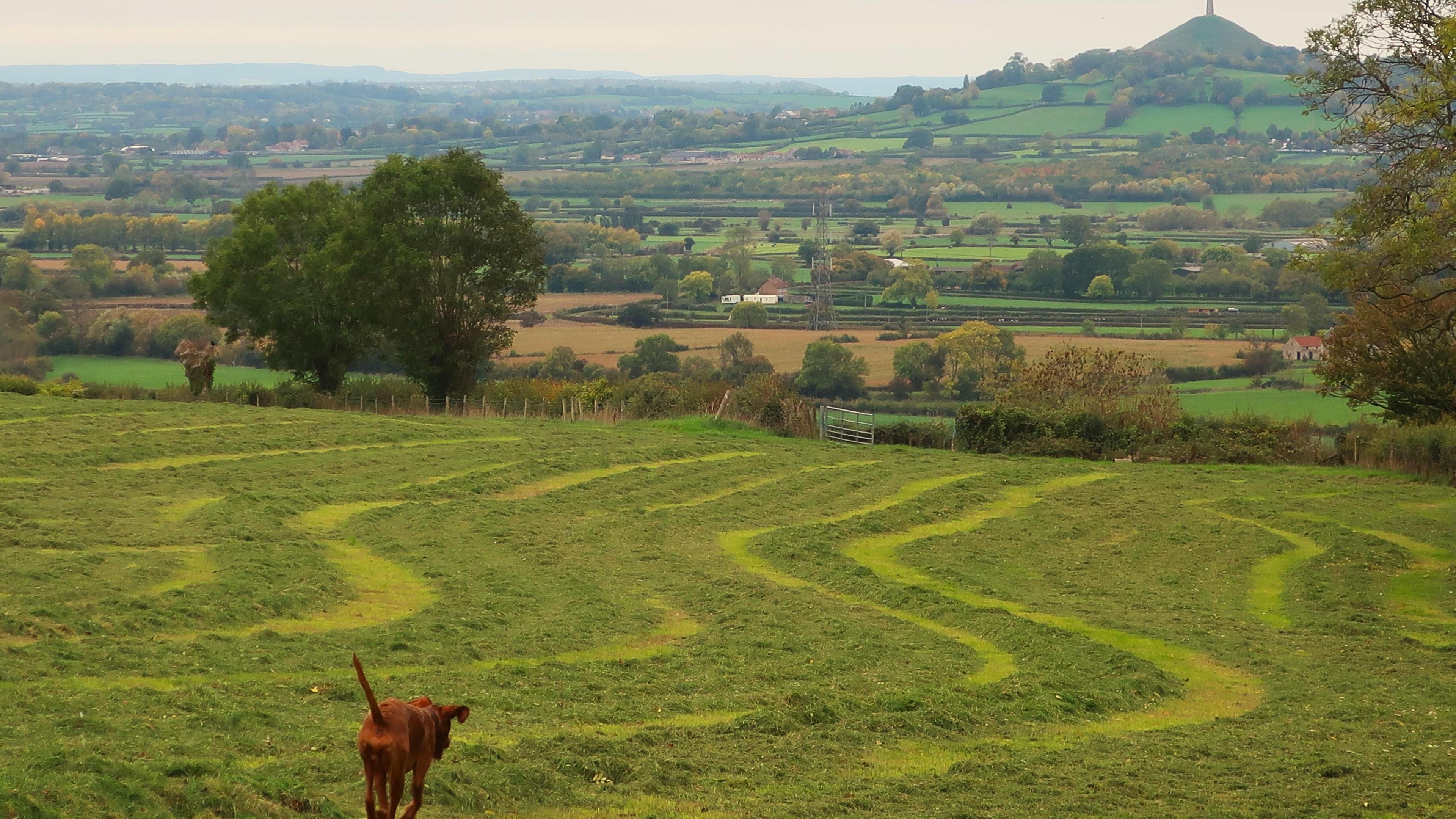An orange-brown dog is running down a green hill away from the camera. In the background are green fields with Glastonbury Tor in the distance.