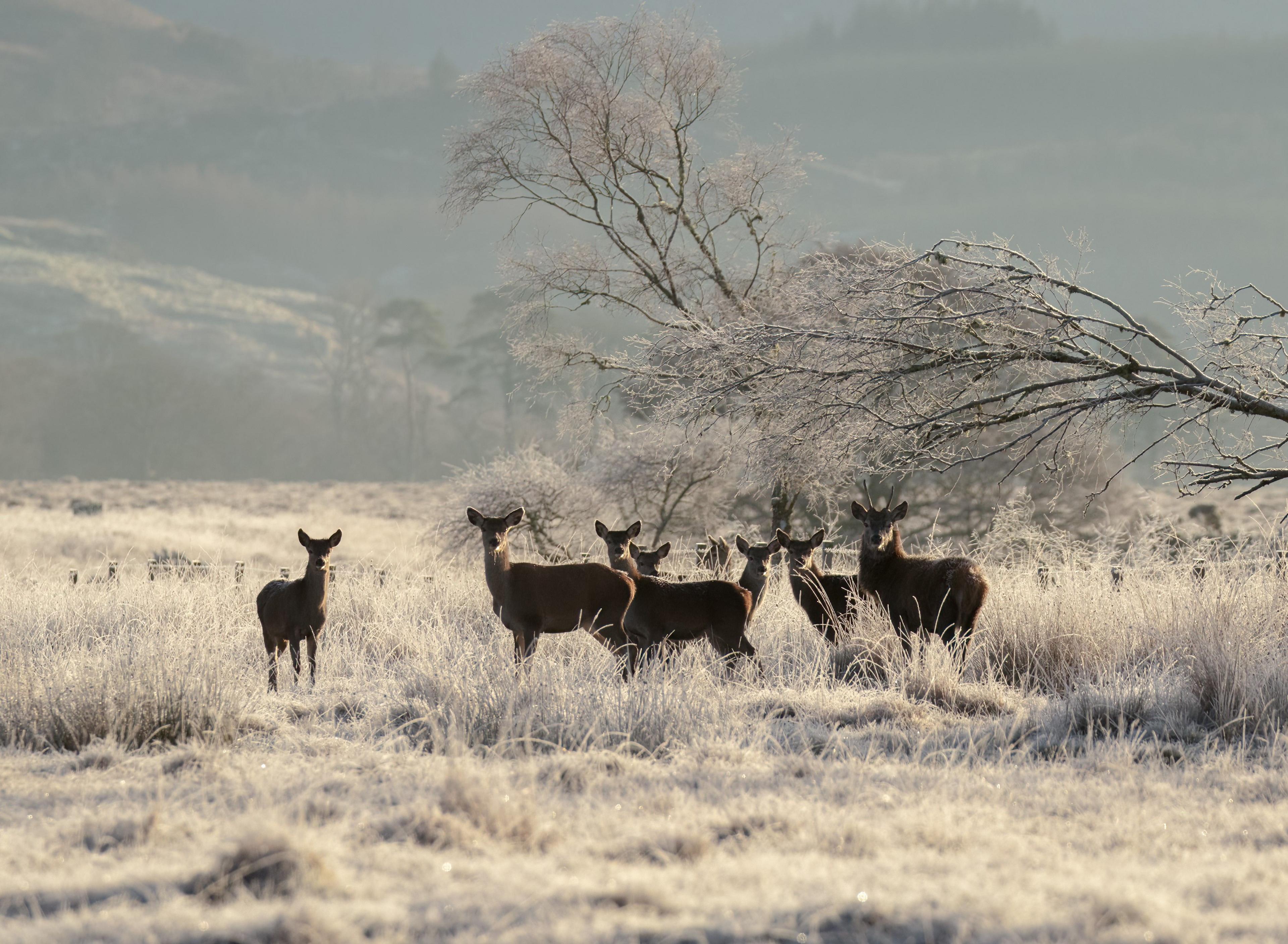 A bunch of deer