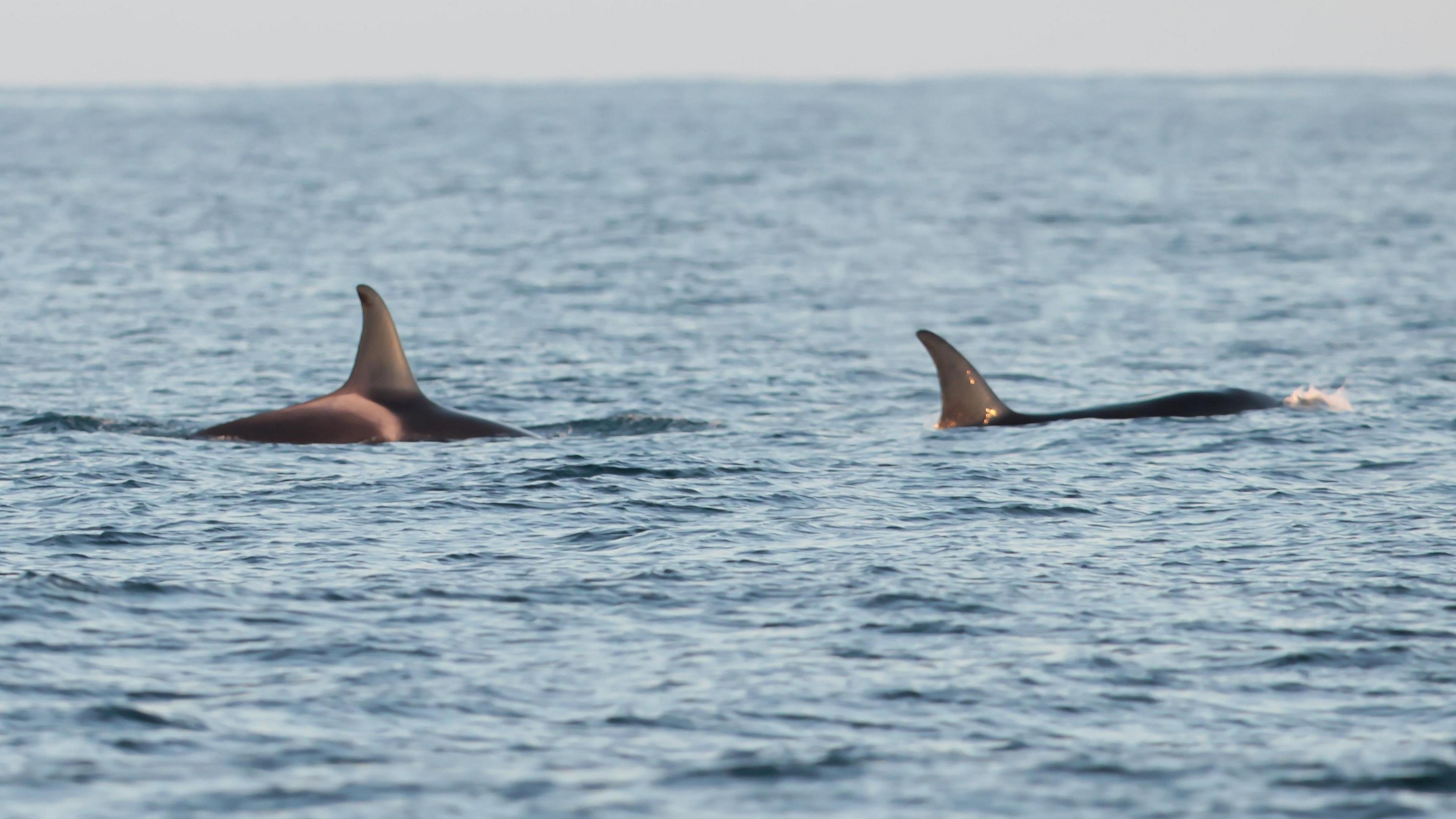 The two orcas. Both their dorsal fins are showing above the surface of the sea and the top of the head of one of them can just be seen. The sunlight is reflecting of their fins.