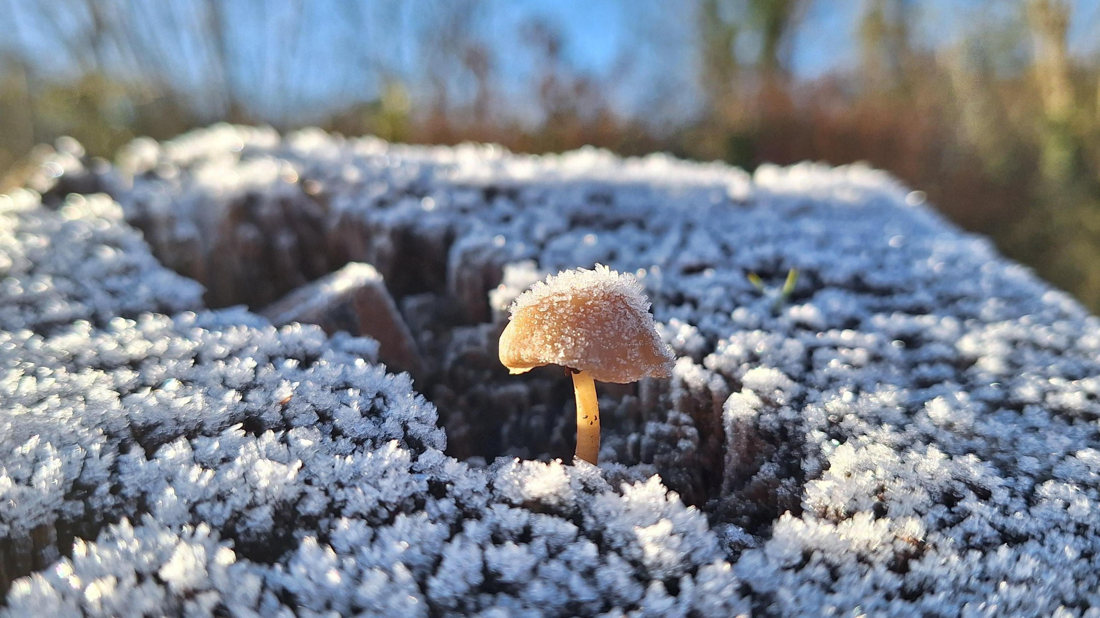 An solitary orange mushroom with frost on top of it stands amid some frozen undergrowth. 