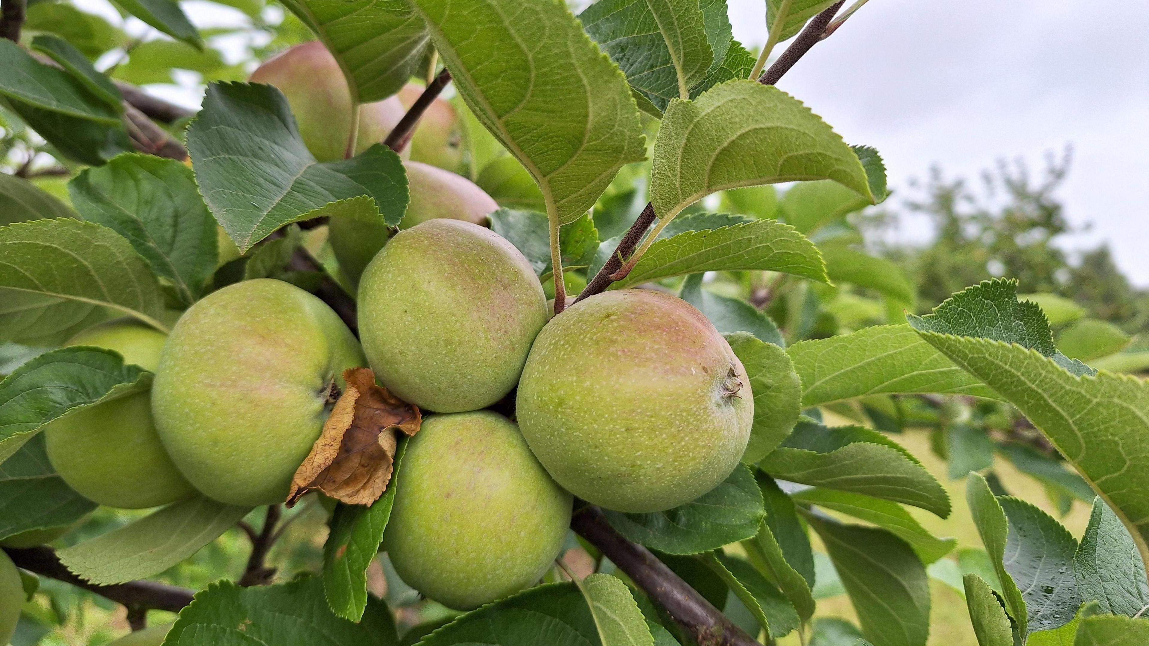 A bunch of ripening apples hang from a branch with green leaves in Herefordshire