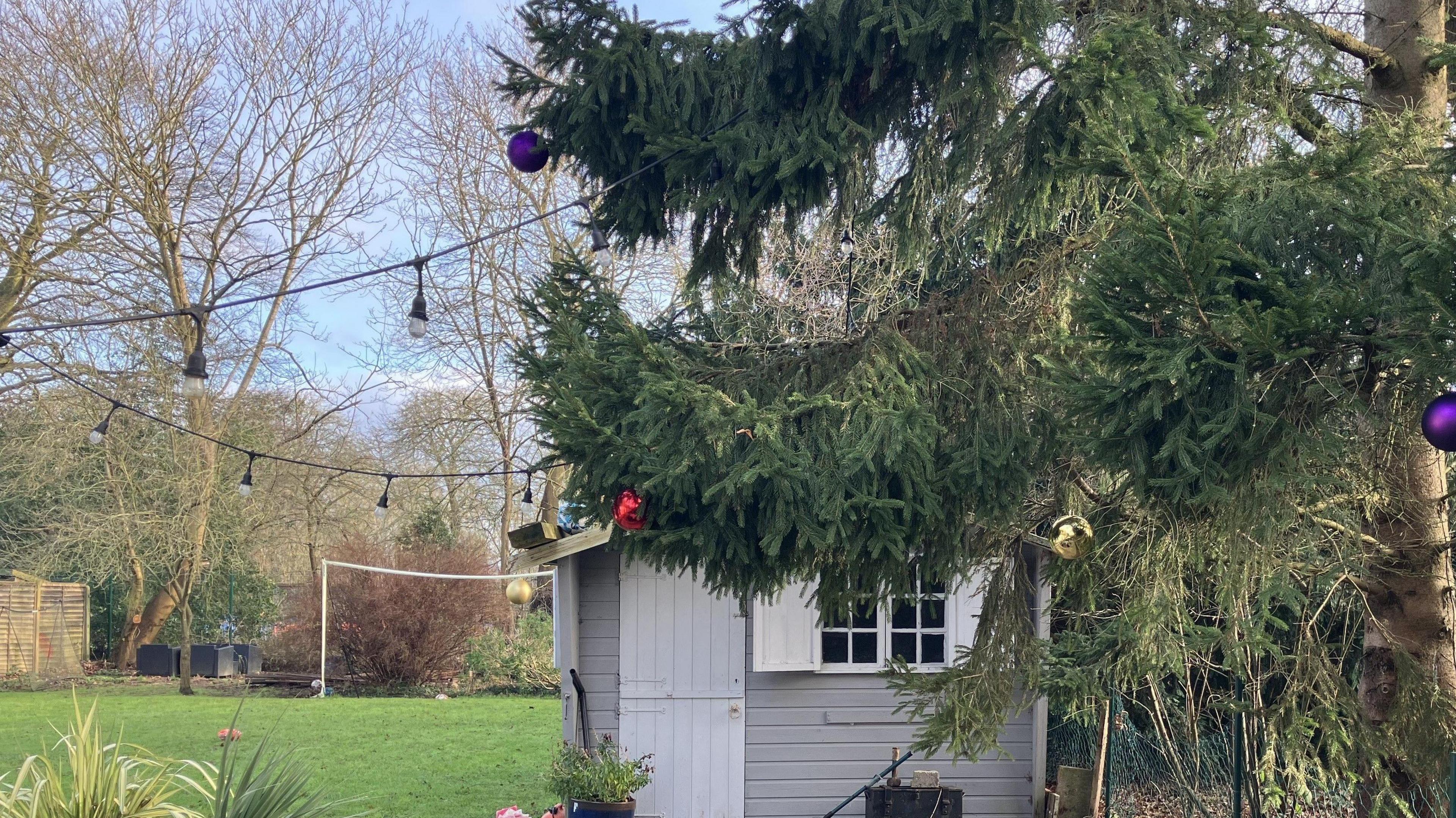 A garden with a fir tree, a grey shed, fairy lights, a football goal and green lawn