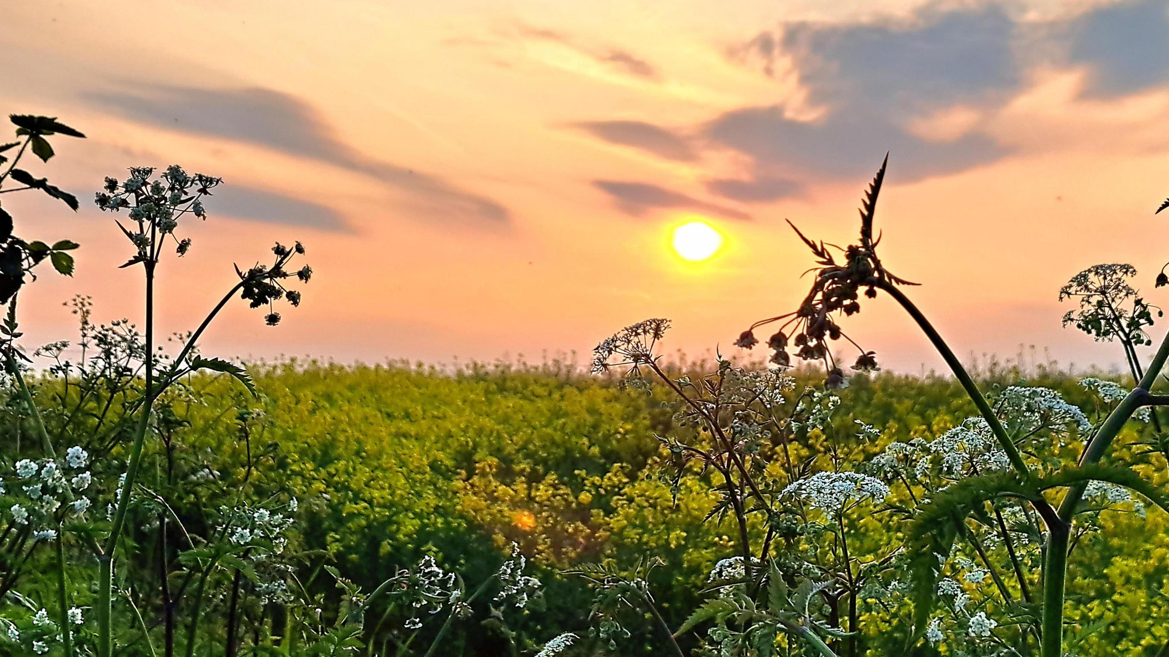 Sun setting over fields