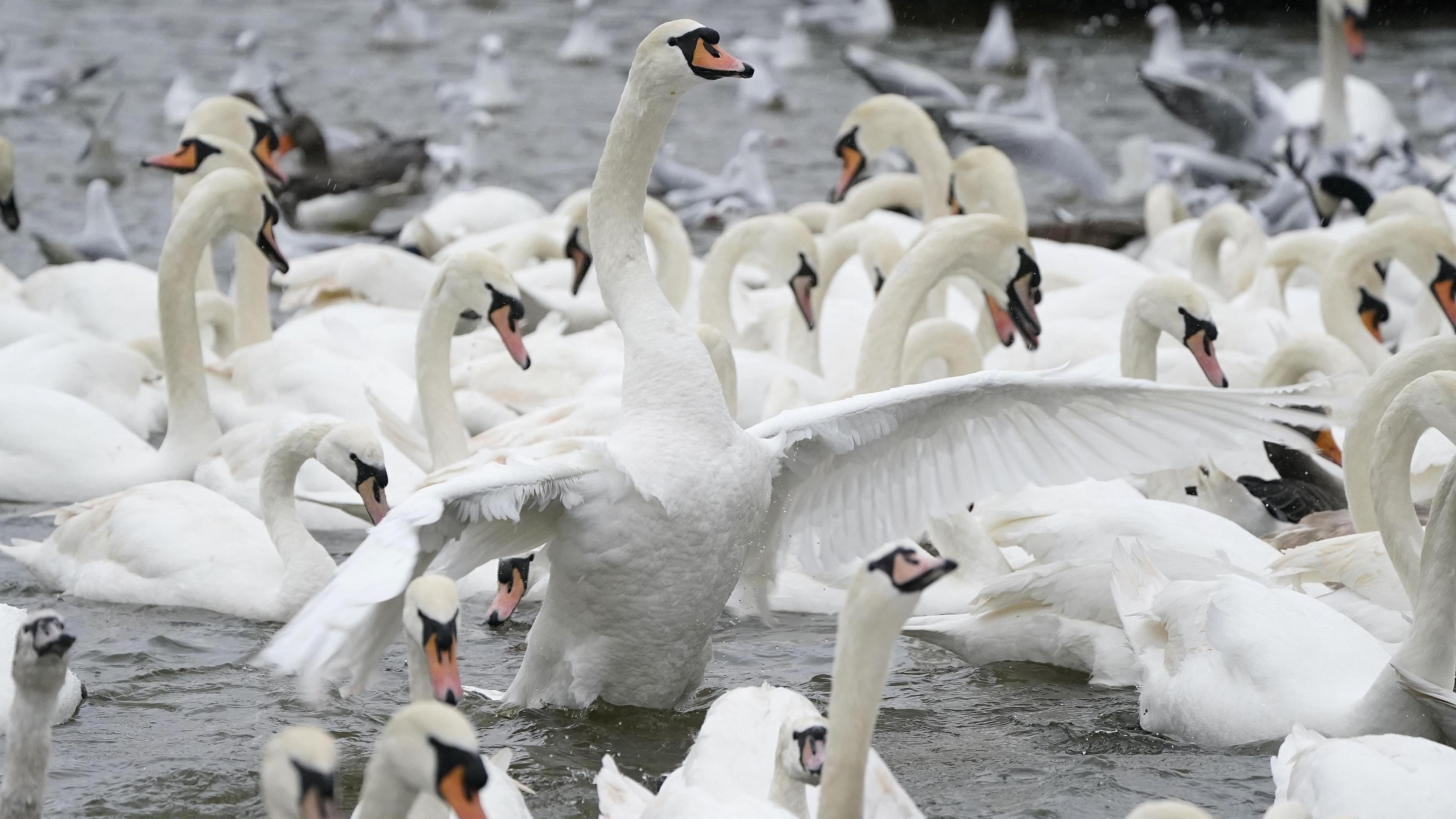 Several swans on the water. One of the swans is rising up right in the middle of the picture. It has its wings outstretched.