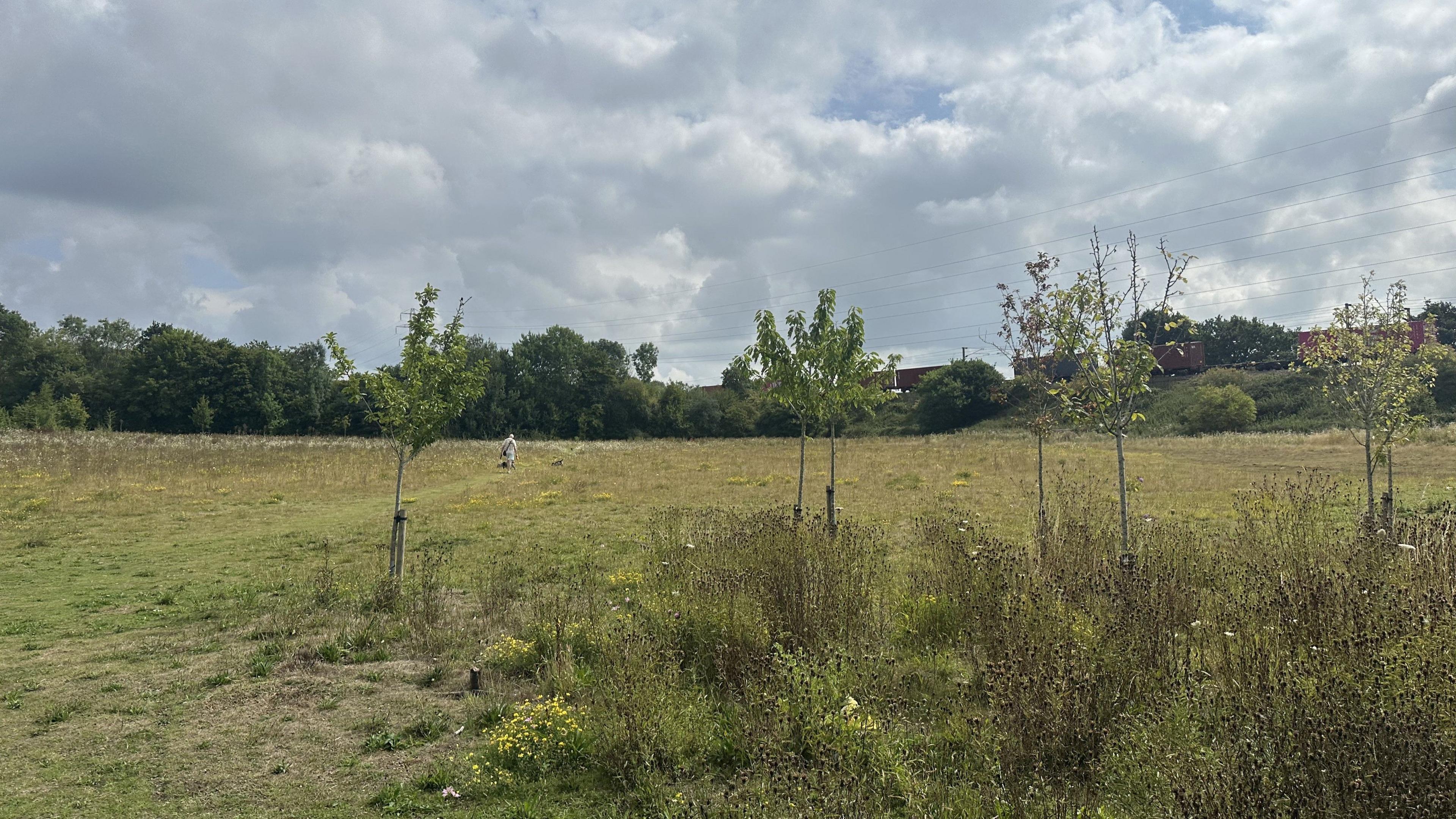 A view of a grass field. A dog walker walks away from the camera across the field.