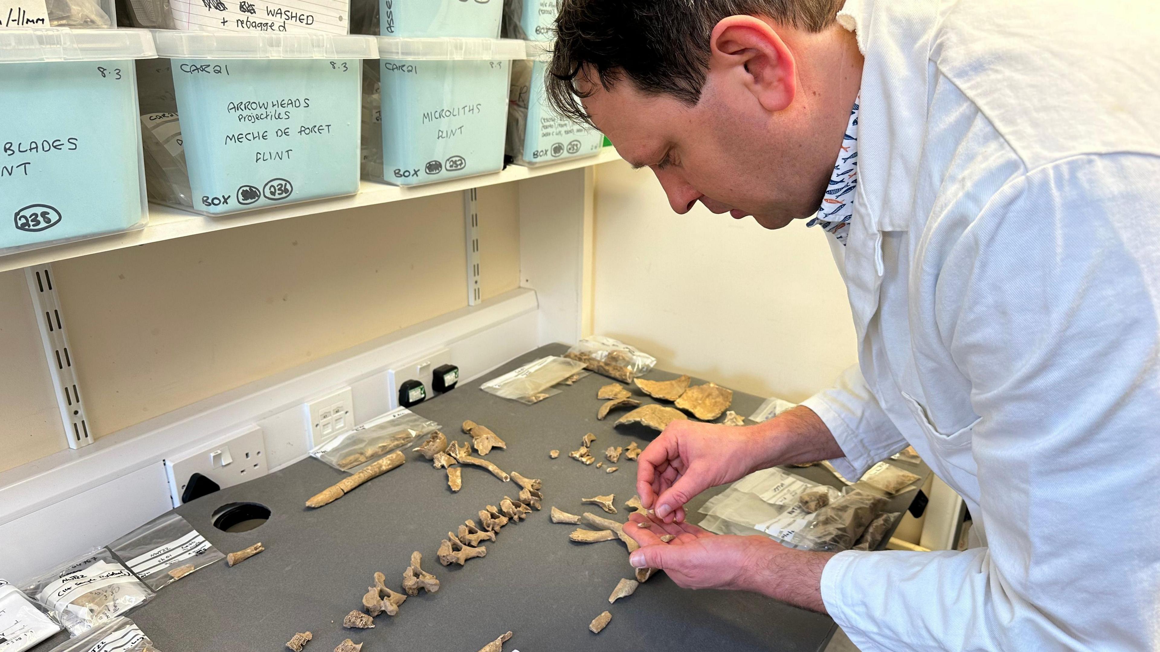 Dr Richard Mikulski inspects a number of small bones, at least 20,  which are lined up on a table. Mr Mikulski is wearing a white laboratory coat and is hunched over the table. He is holding three teeth. 