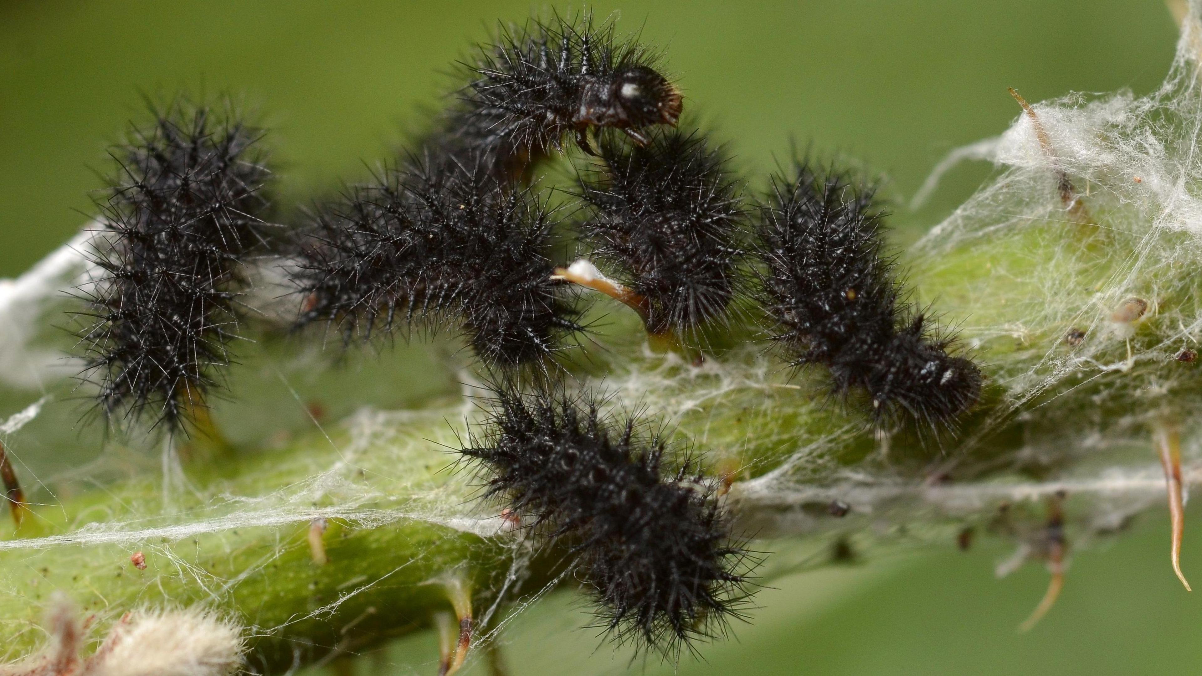 Black caterpillars on a green stem covered with web. The caterpillars have spiky bodies.