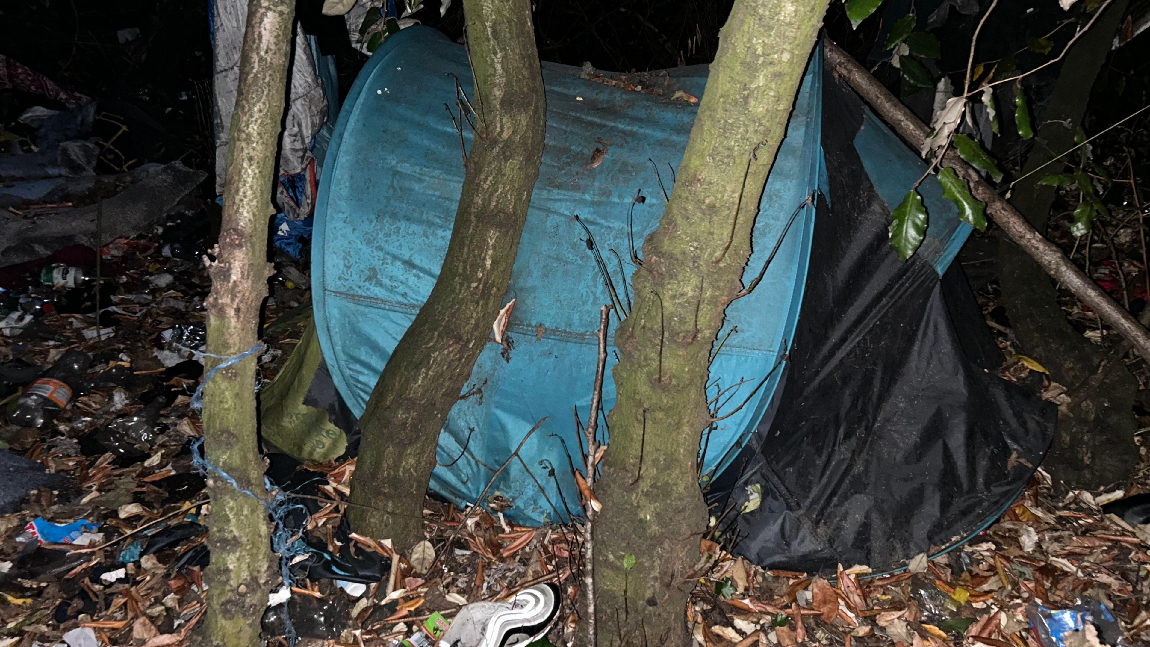 A blue tent is erected in the middle of a small woodlands