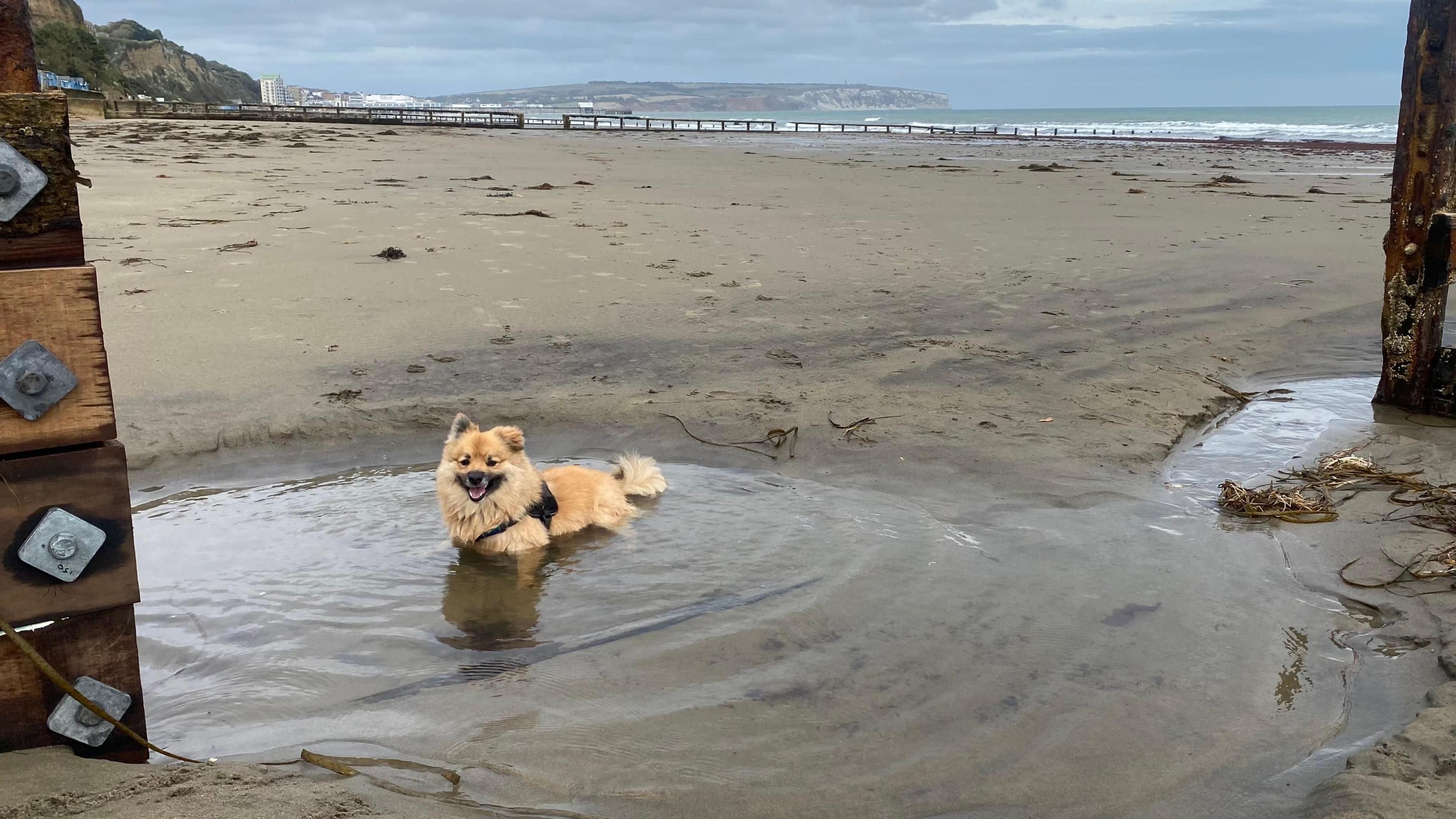 A small golden-coloured dog stands in a pool of water on a beach. The sea can be seen in the distance with the coastline angling around from the left.