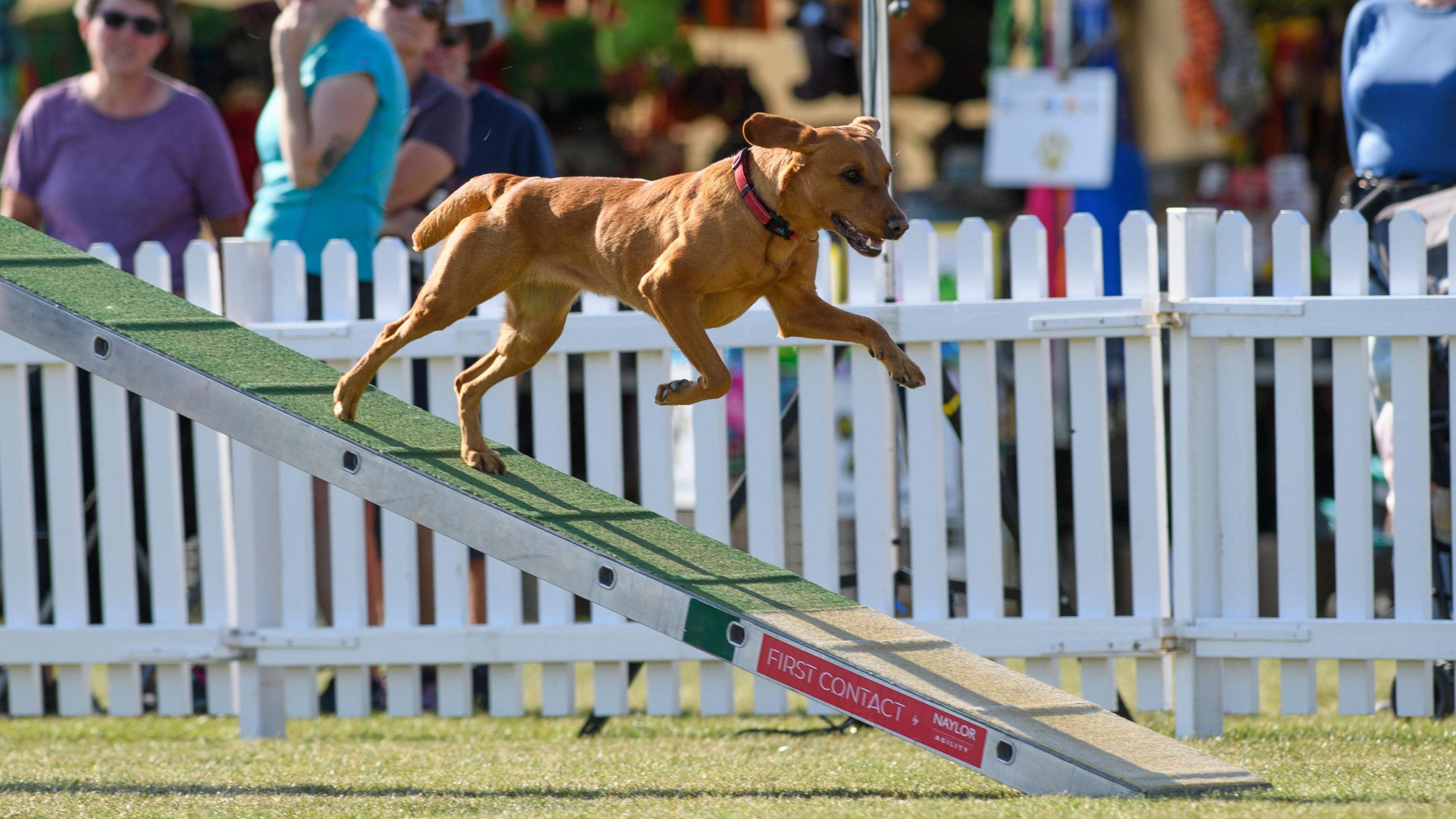 Dog running down slope