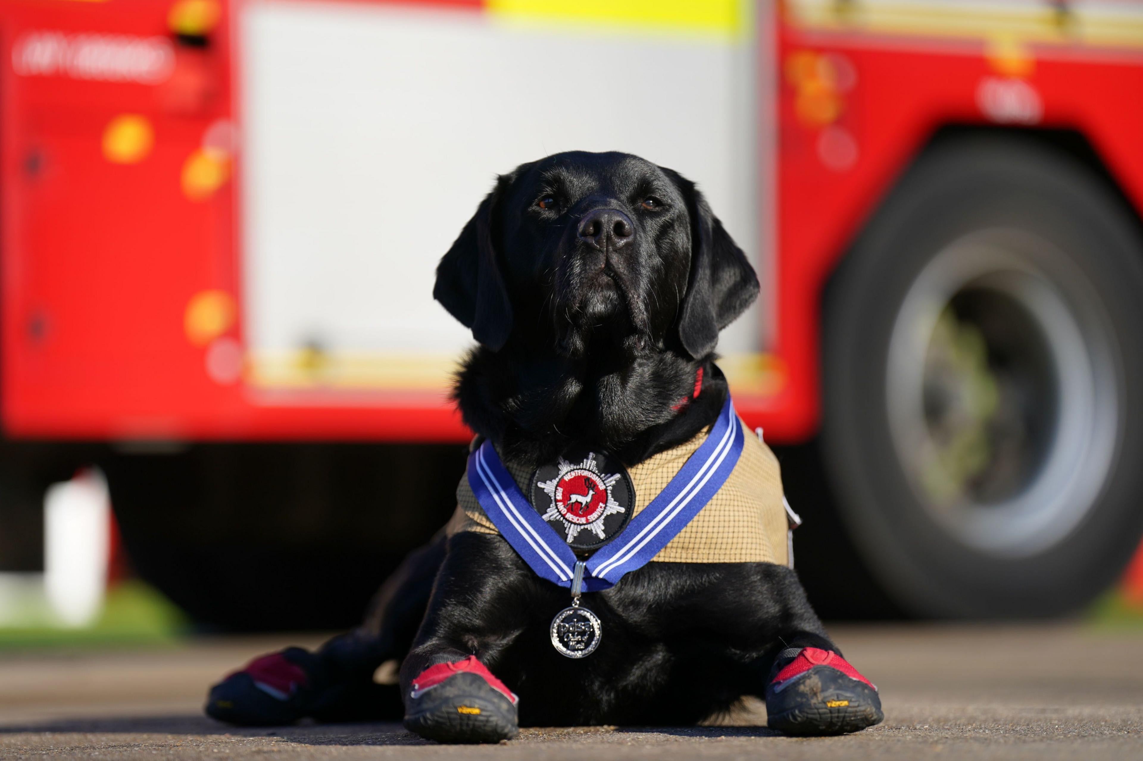 Black Labrador wears a medal around his neck with a blue ribbon whilst lying in front of a red fire engine. 