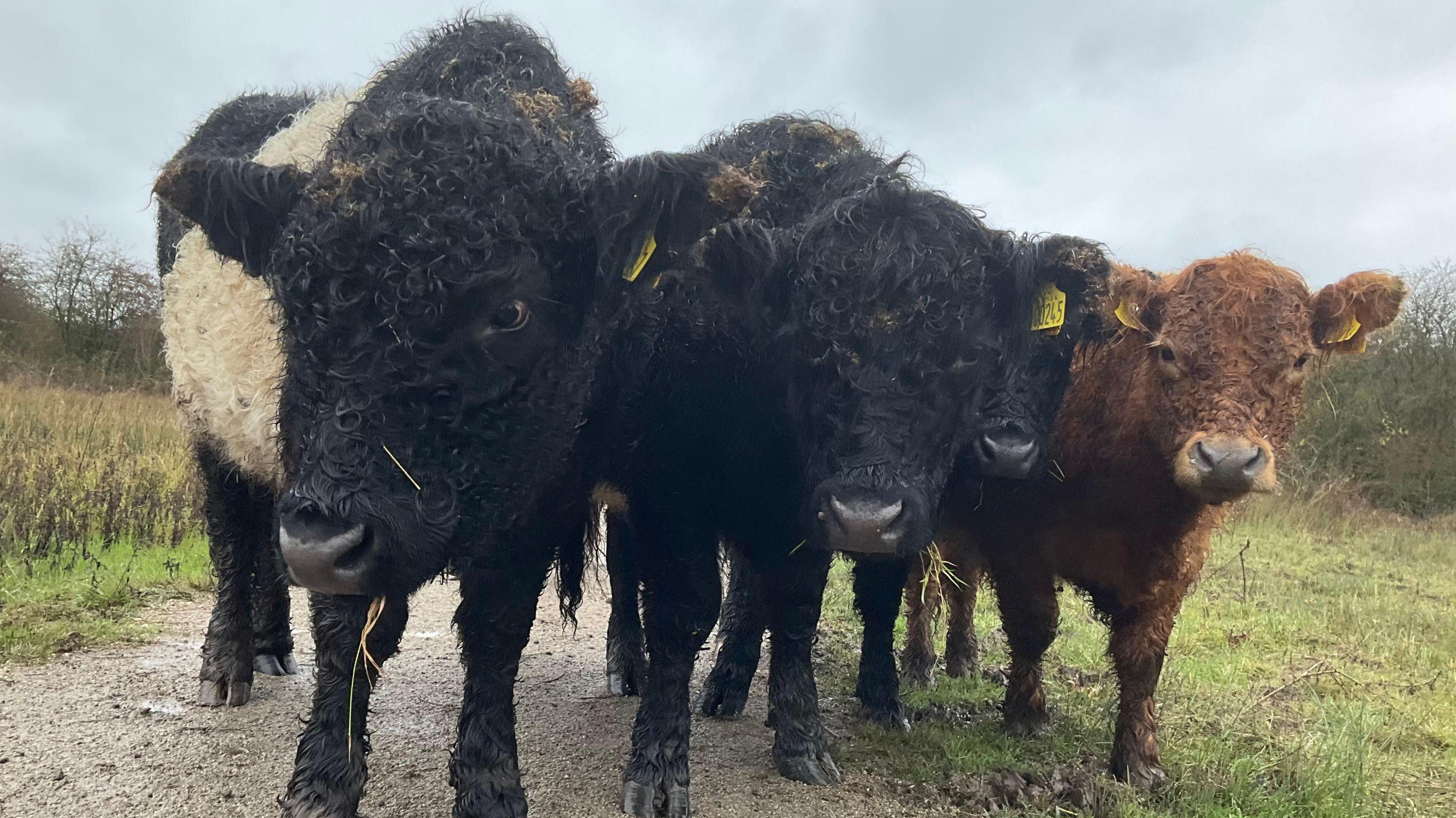 Close-up of four Belted Galloway cattle standing in a meadow