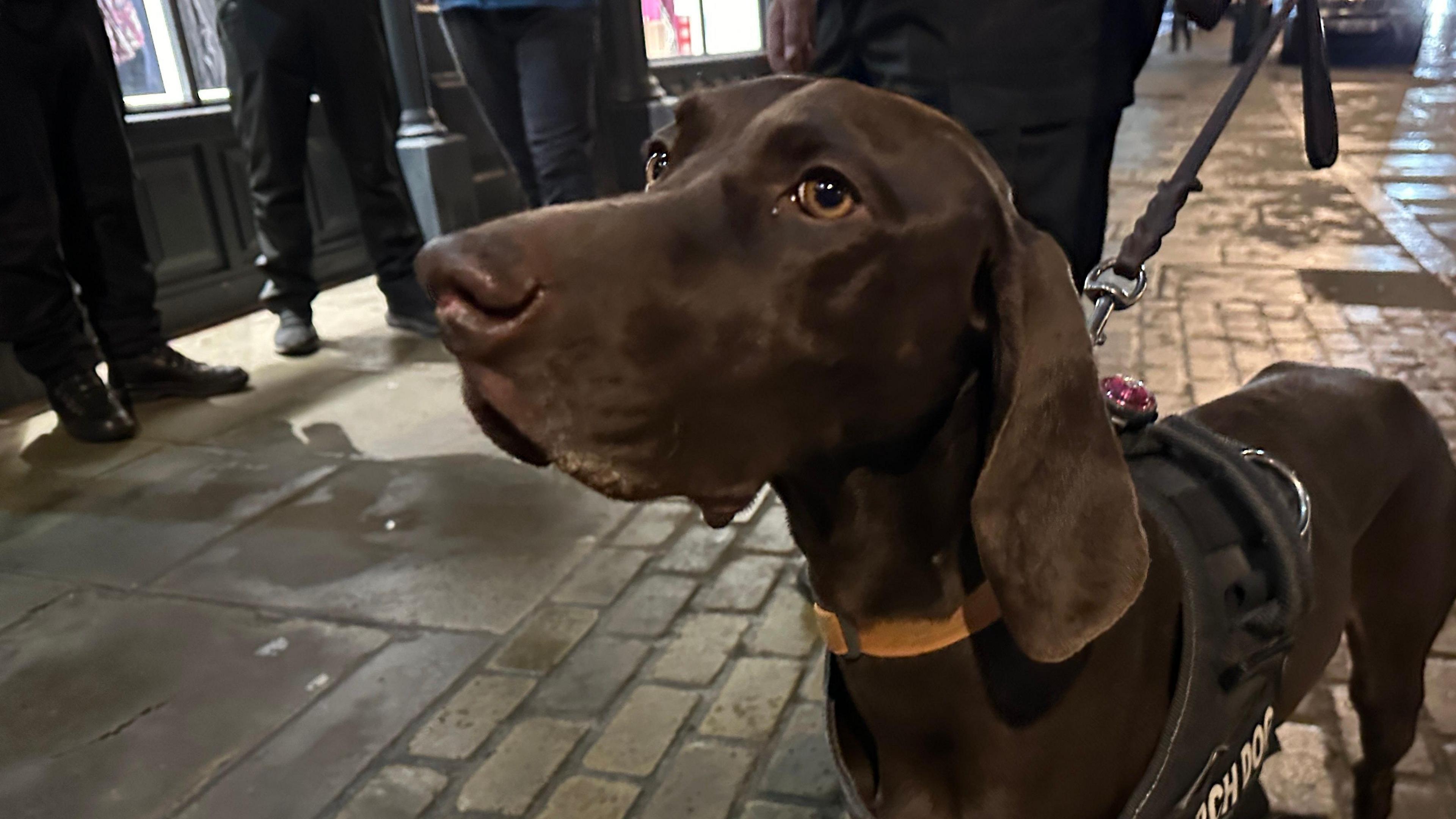 A brown English pointer dog, wearing a black search dog harness and lead, on a cobbled street outside a bar in Beverley. Several police officers, wearing black trousers, can be seen from the waist down.