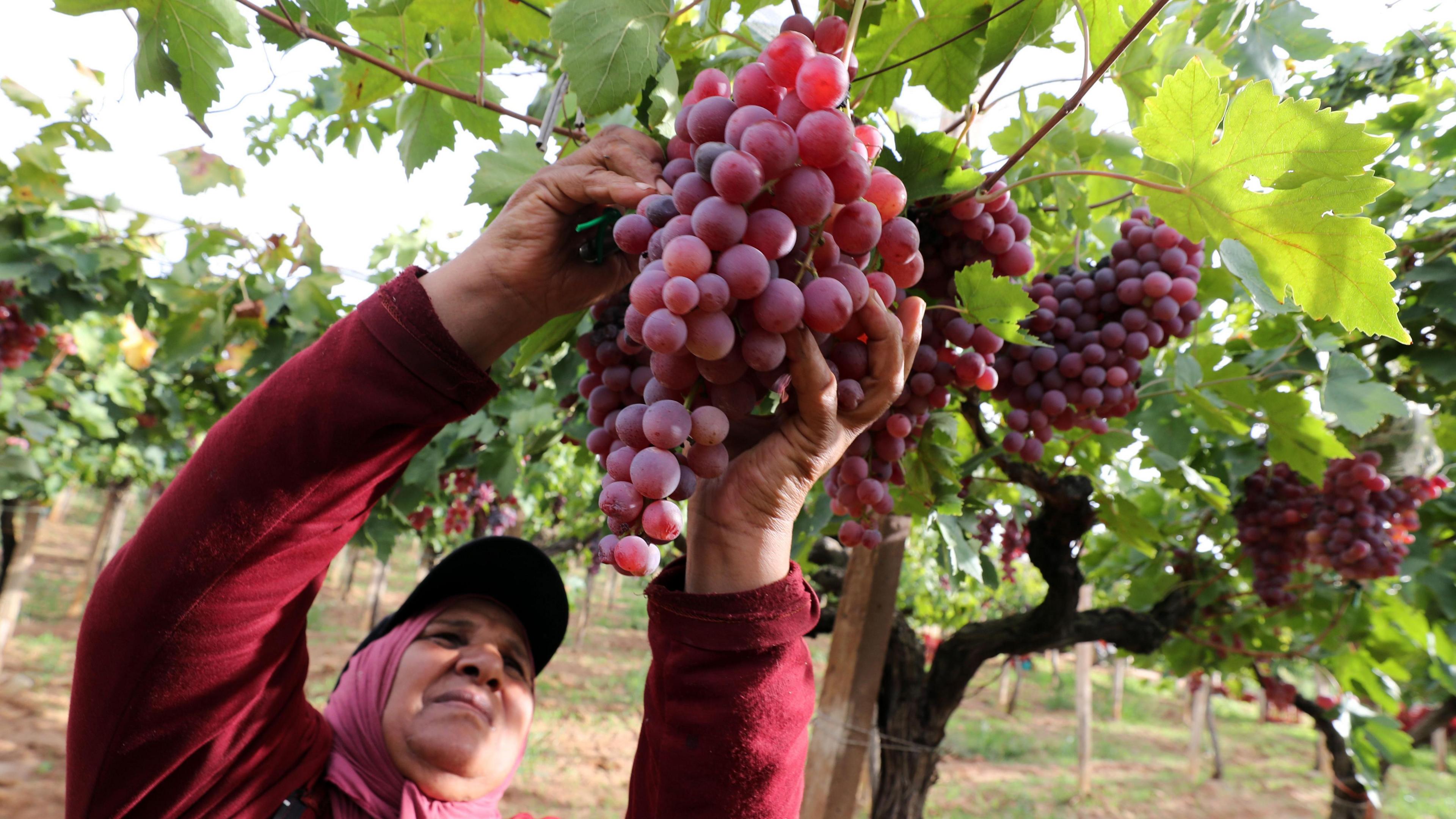 An image of a Tunisian farmer picking grapes during the harvest season at a vineyard in the town Mornag, located on the outskirts of the capital Tunis - Tuesday 17 September 2024.