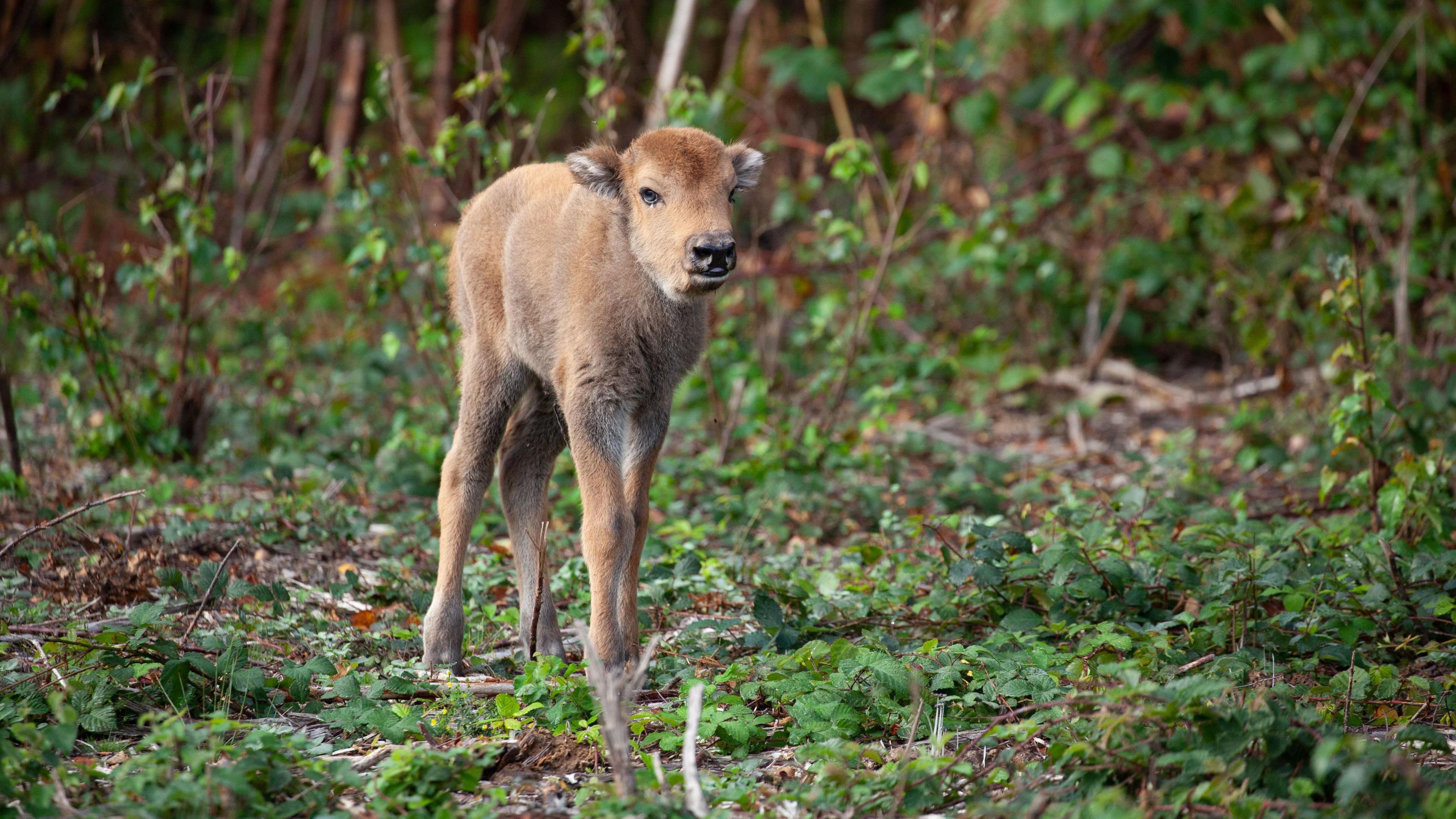 bison calf in woods in Kent