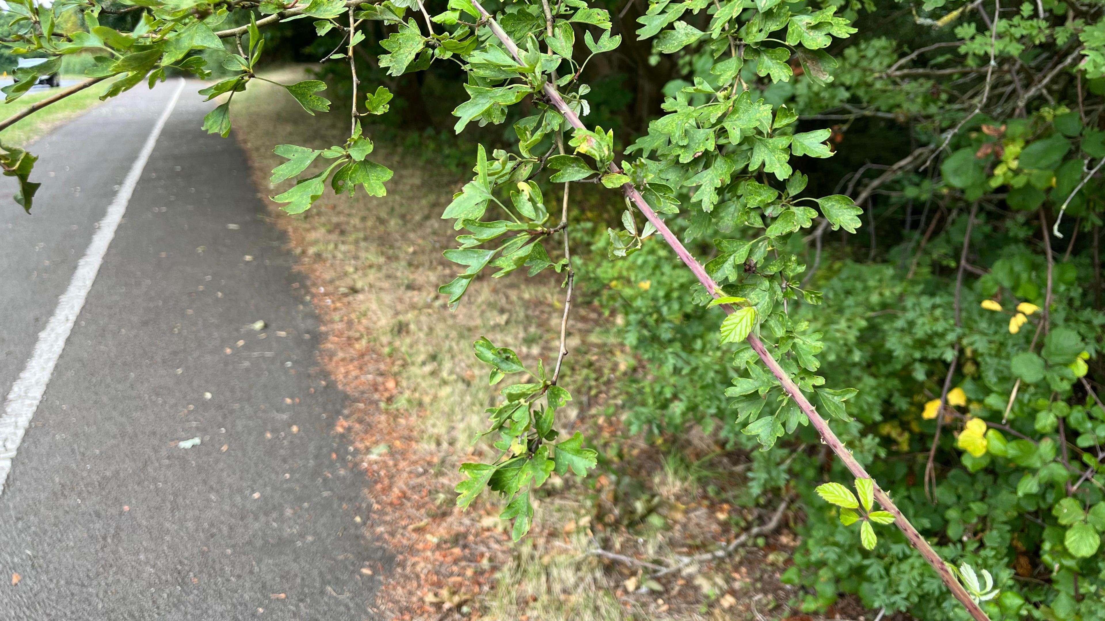 A close-up photo of the overgrown bushes with a low-hanging branch with thorns on.