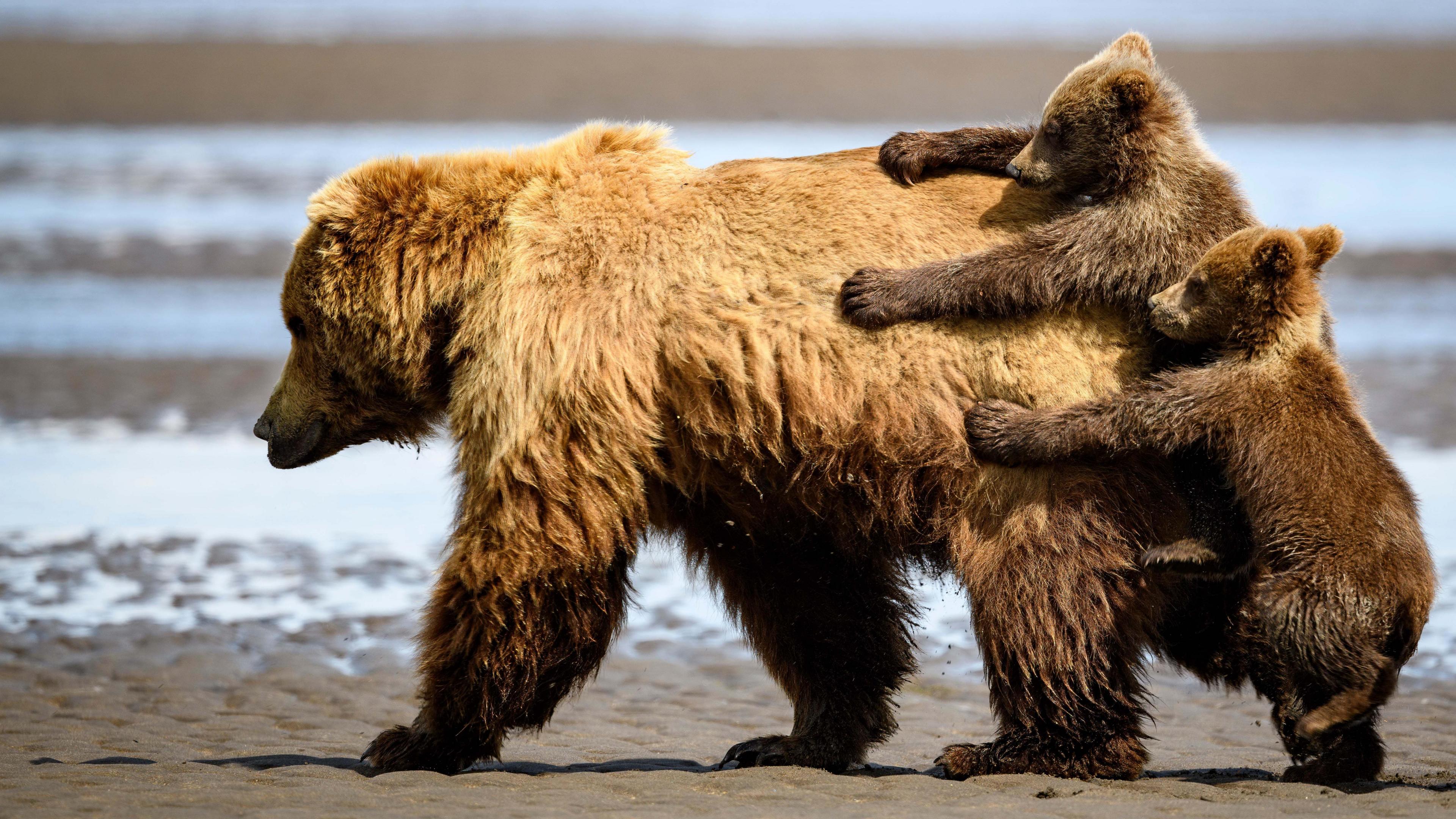 Baby bears holding onto the rear end of their mum