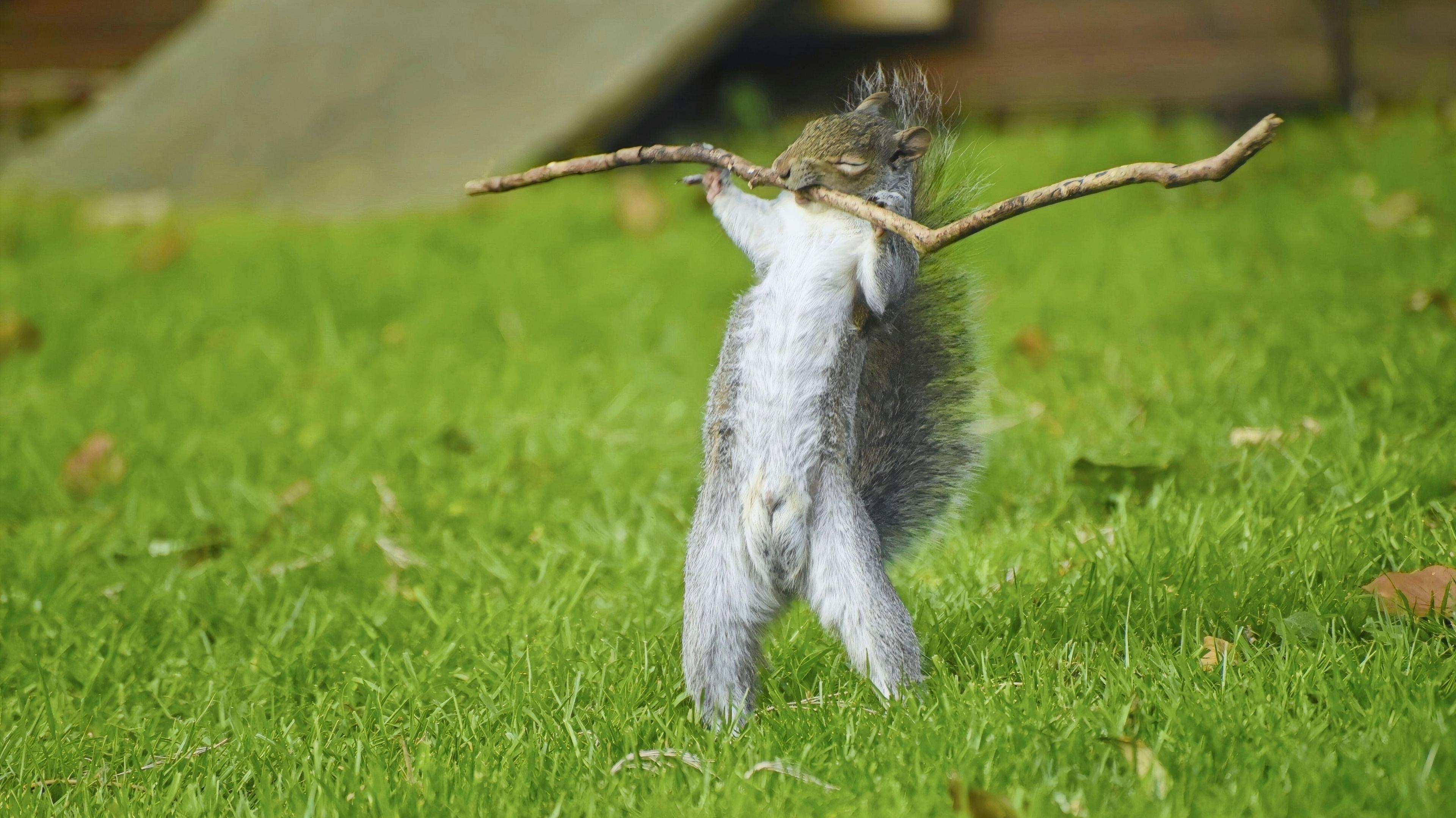 Picture of a squirrel holding a twig