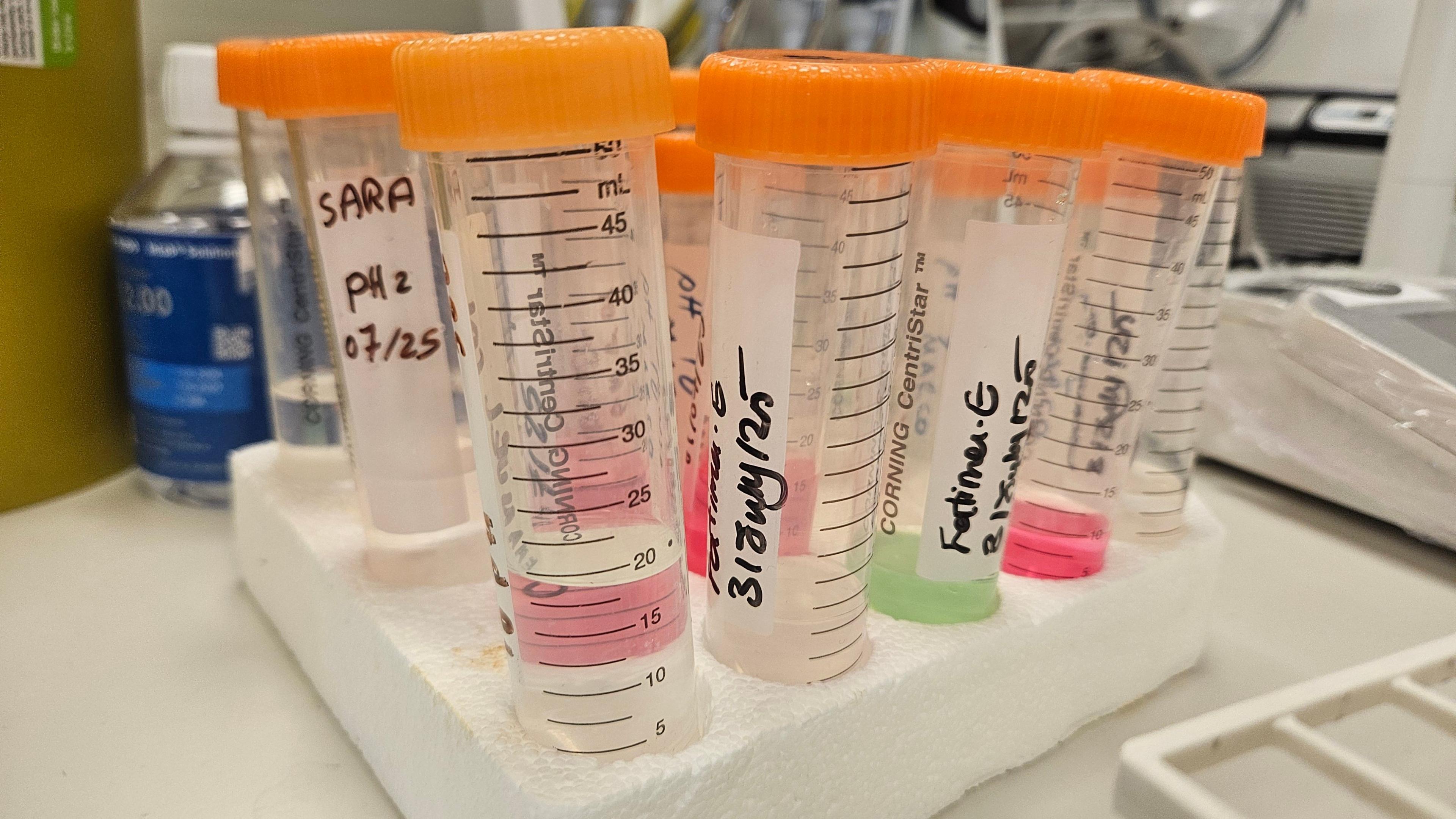 Orange-topped test tube lids with labels, measurements and containing various clear, pink and green liquids