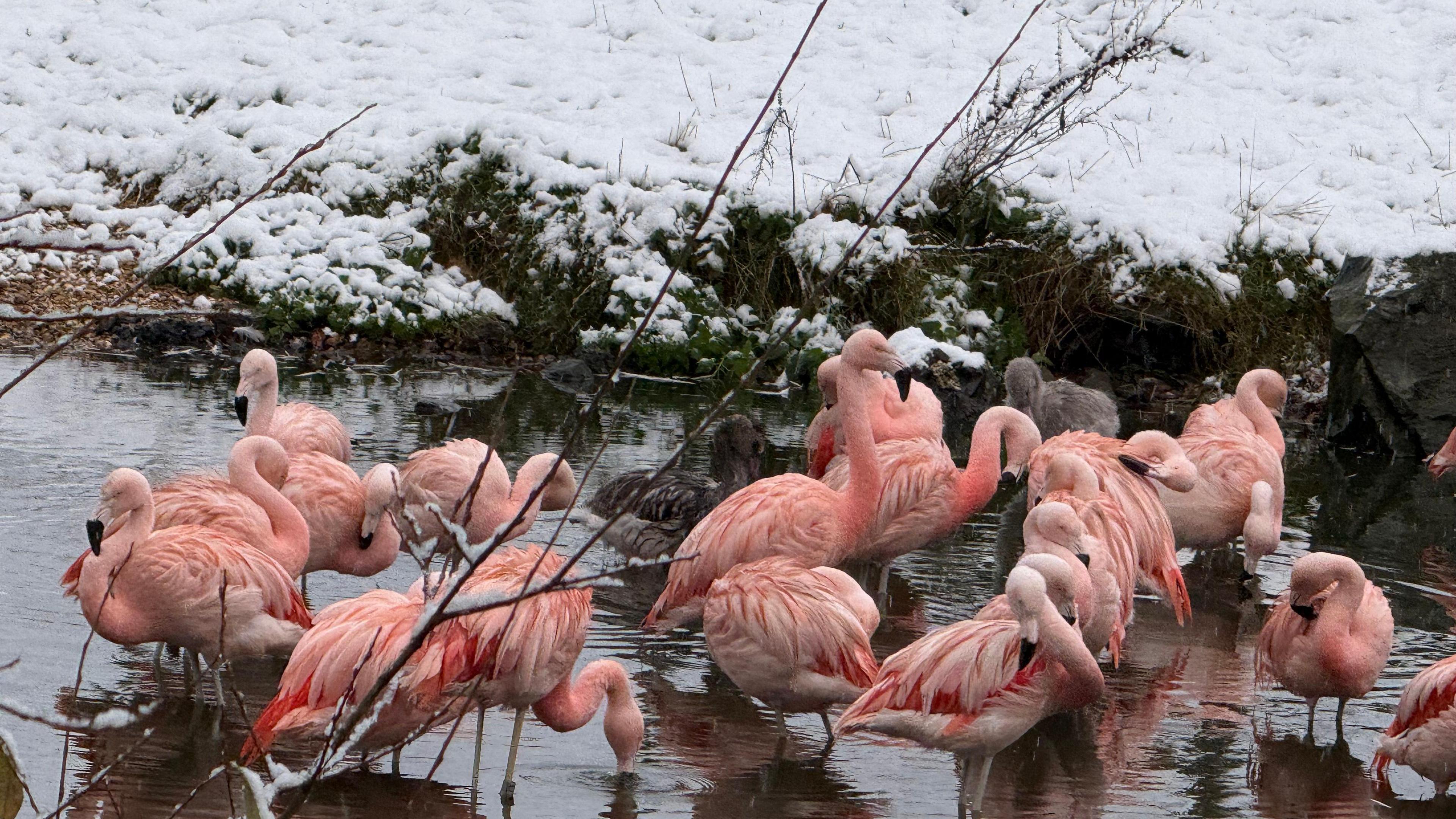 Pink flamingos in water with grass covered in snow beyond