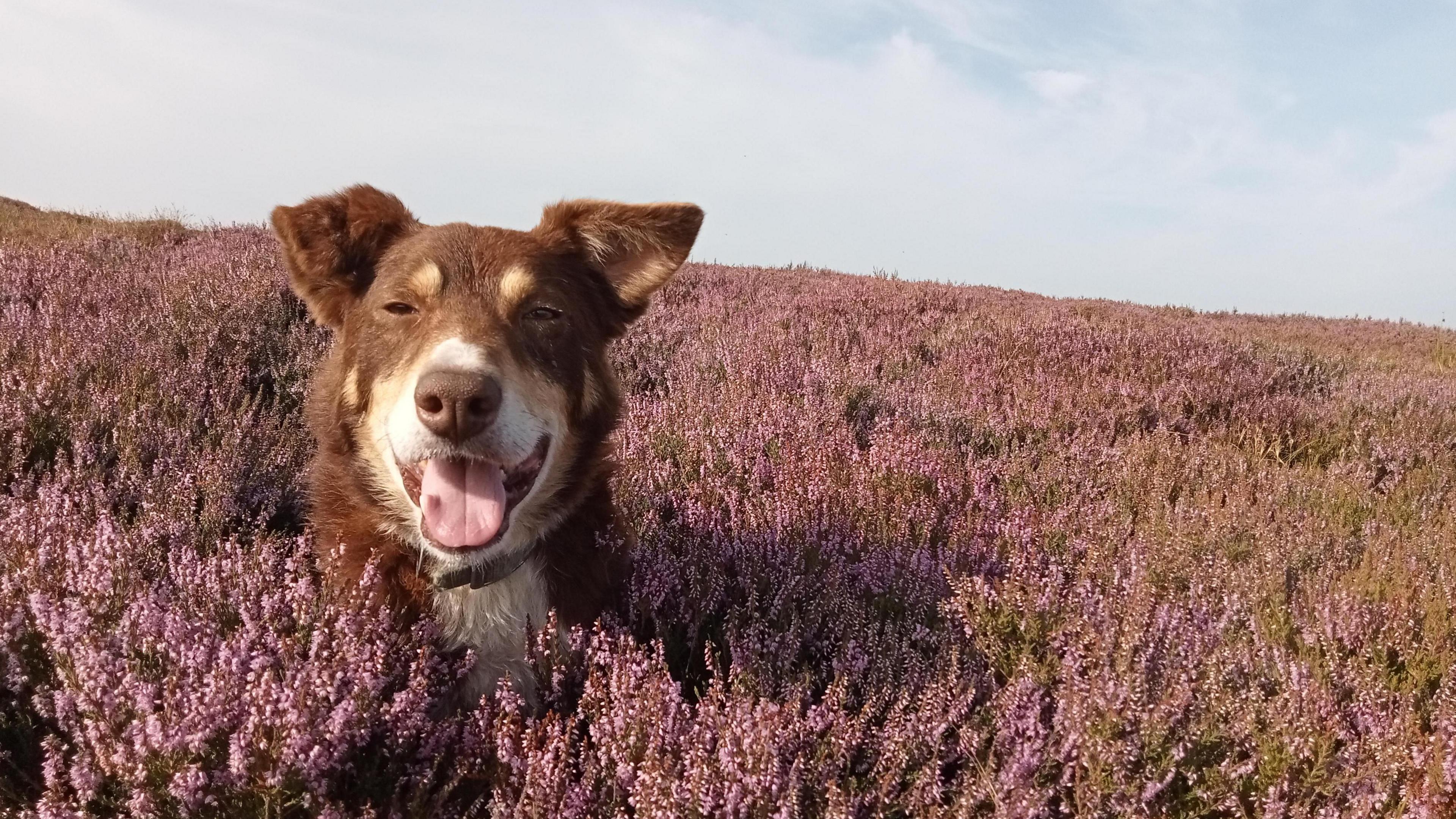 The head of a brown-and-white dog is popping up out of a field of pink wildflowers. The dog is smiling with its tongue out. The shy is blue with wispy white clouds across it.