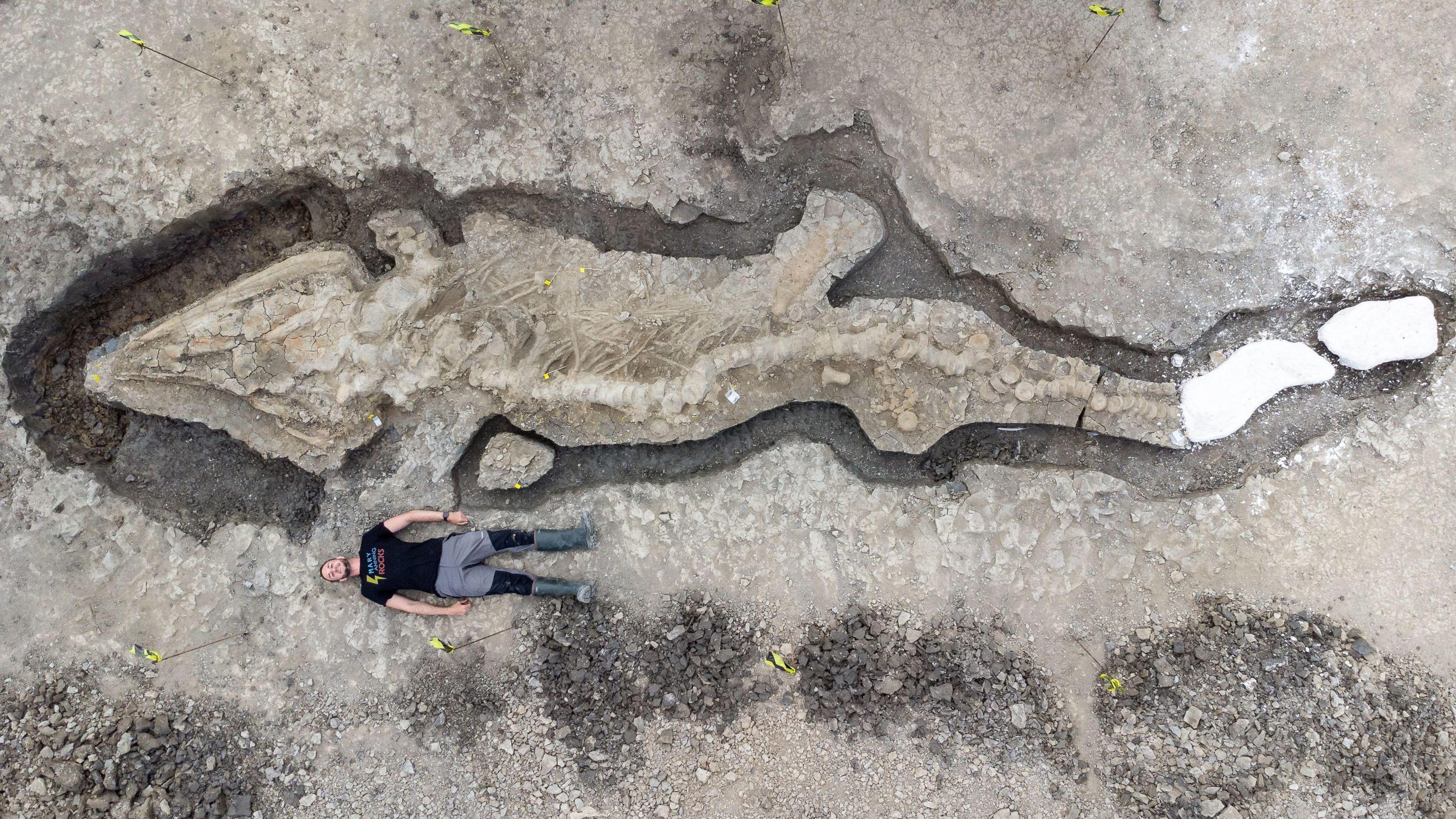 Dr Dean Lomax, lays on the ground to give scale to the fossilised remains of a giant sea dragon five times his size, in the process of being carefully dug out of the Rutland Water ground